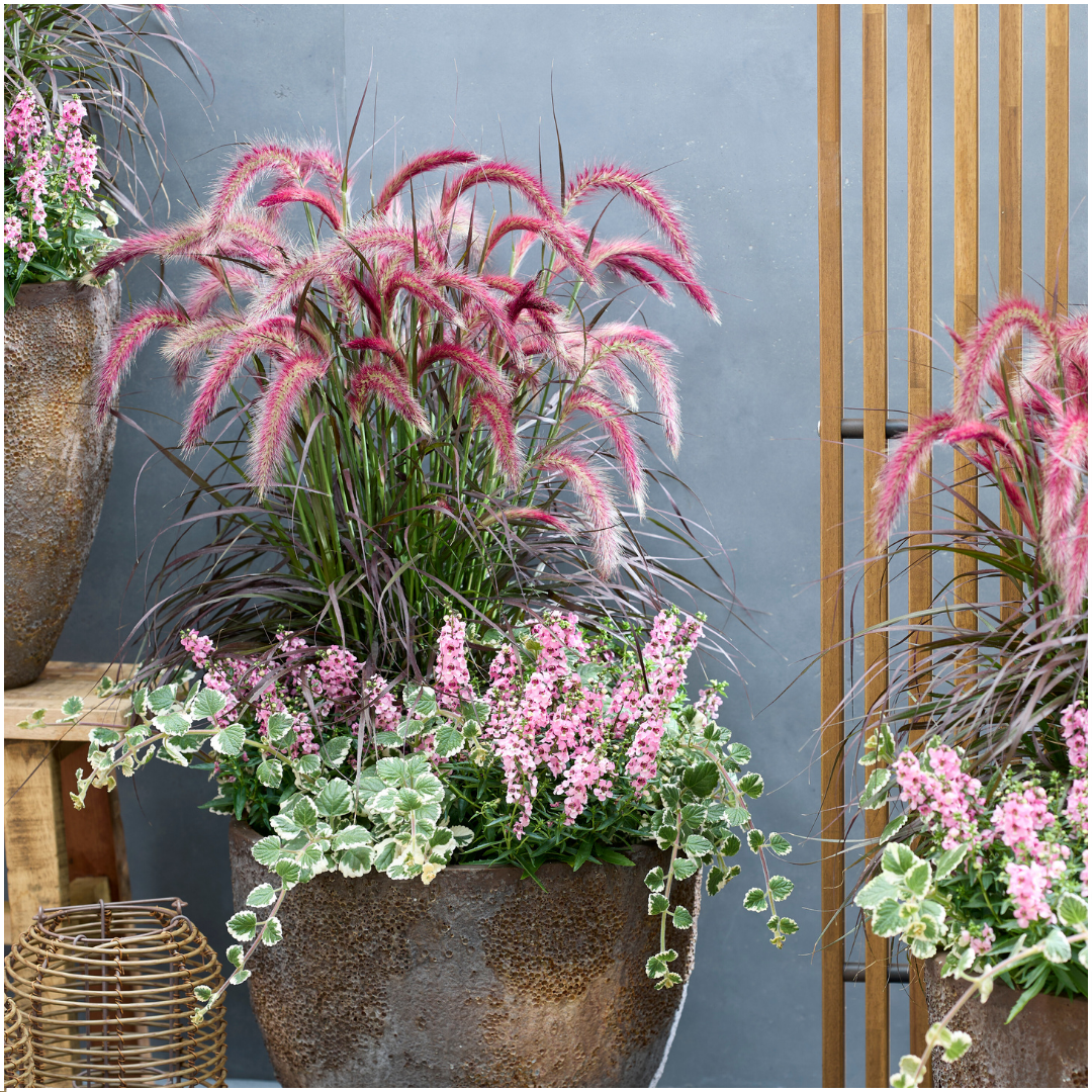 Winterharte Pflanzen