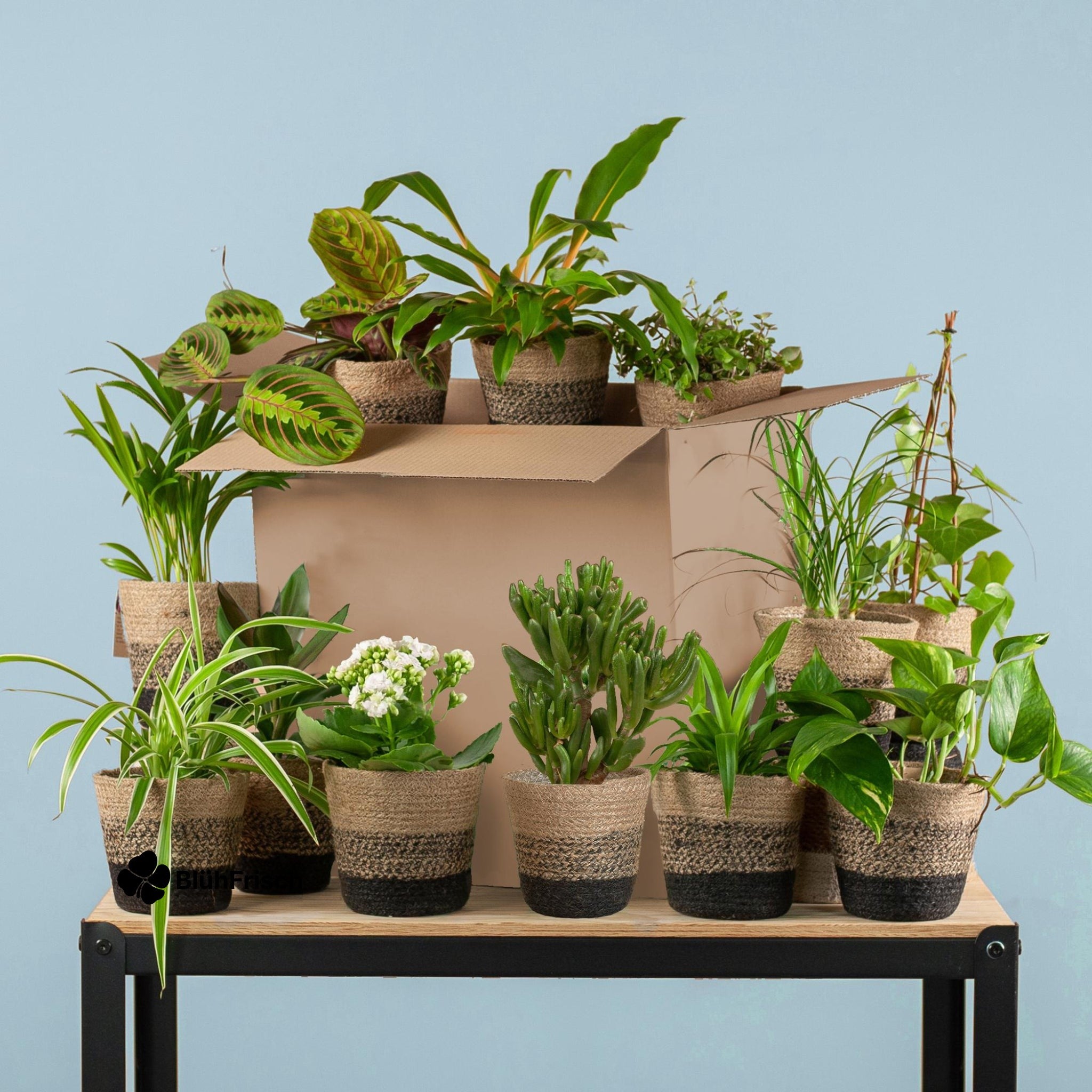 Green Misfitbox: Zimmerpflanzen 12er Set - inkl. 12 x Topf Lissabon schwarz