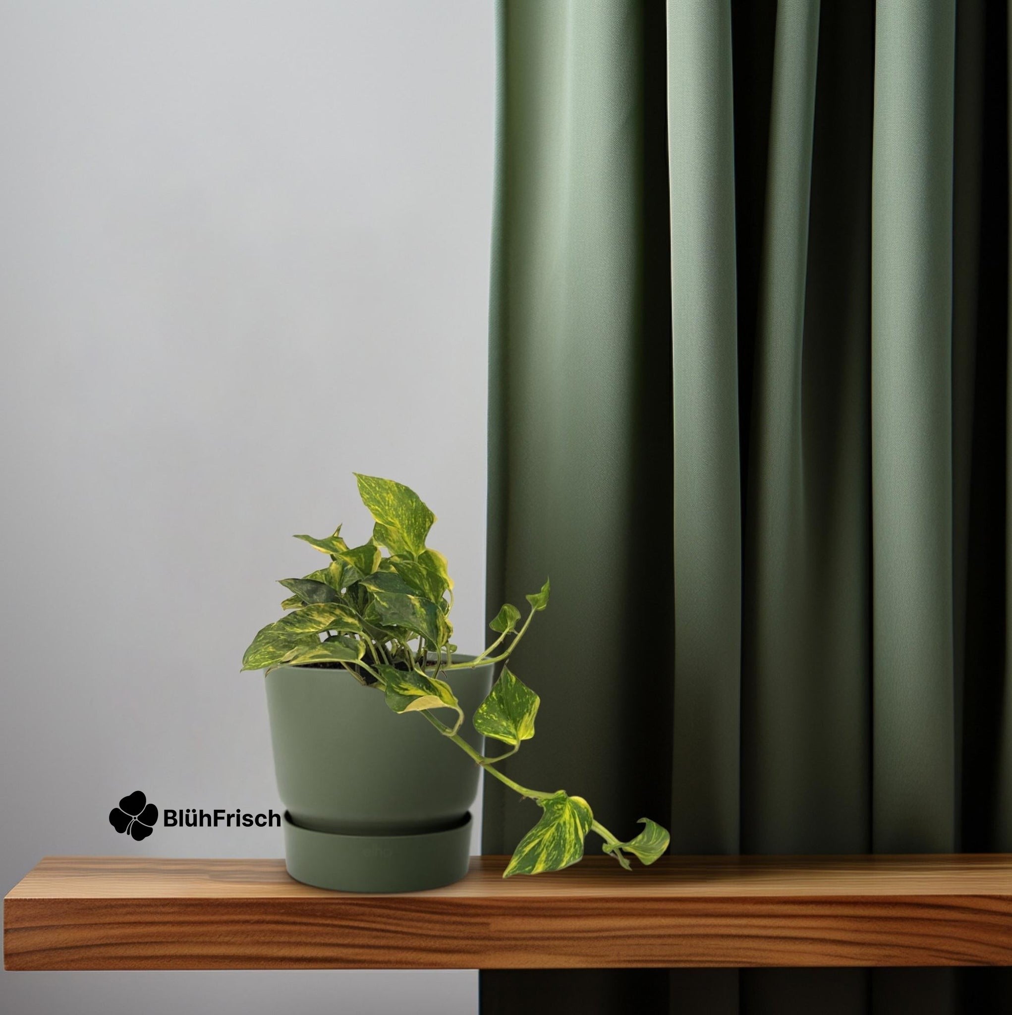 Scindapsus Epipremnum Efeutute Gold - Ø12cm - ↕25cm