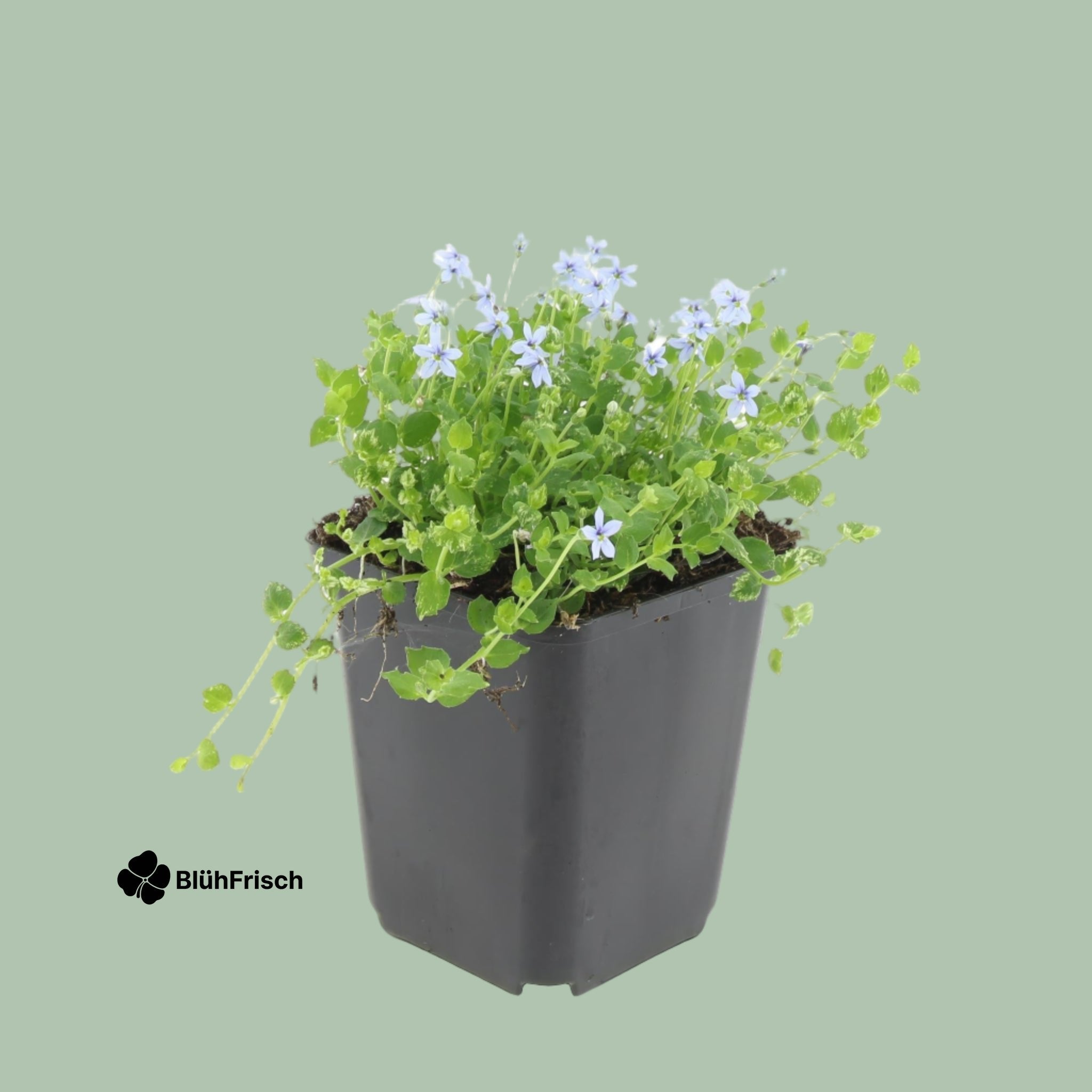 24x Isotoma fluviatilis - ↕10-25cm - Ø9cm