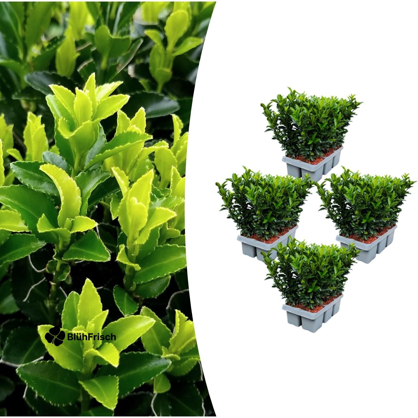 4 x 6er-Pack Euonymus 'Green Spire' – Ø 7 cm – ↨ 15 cm
