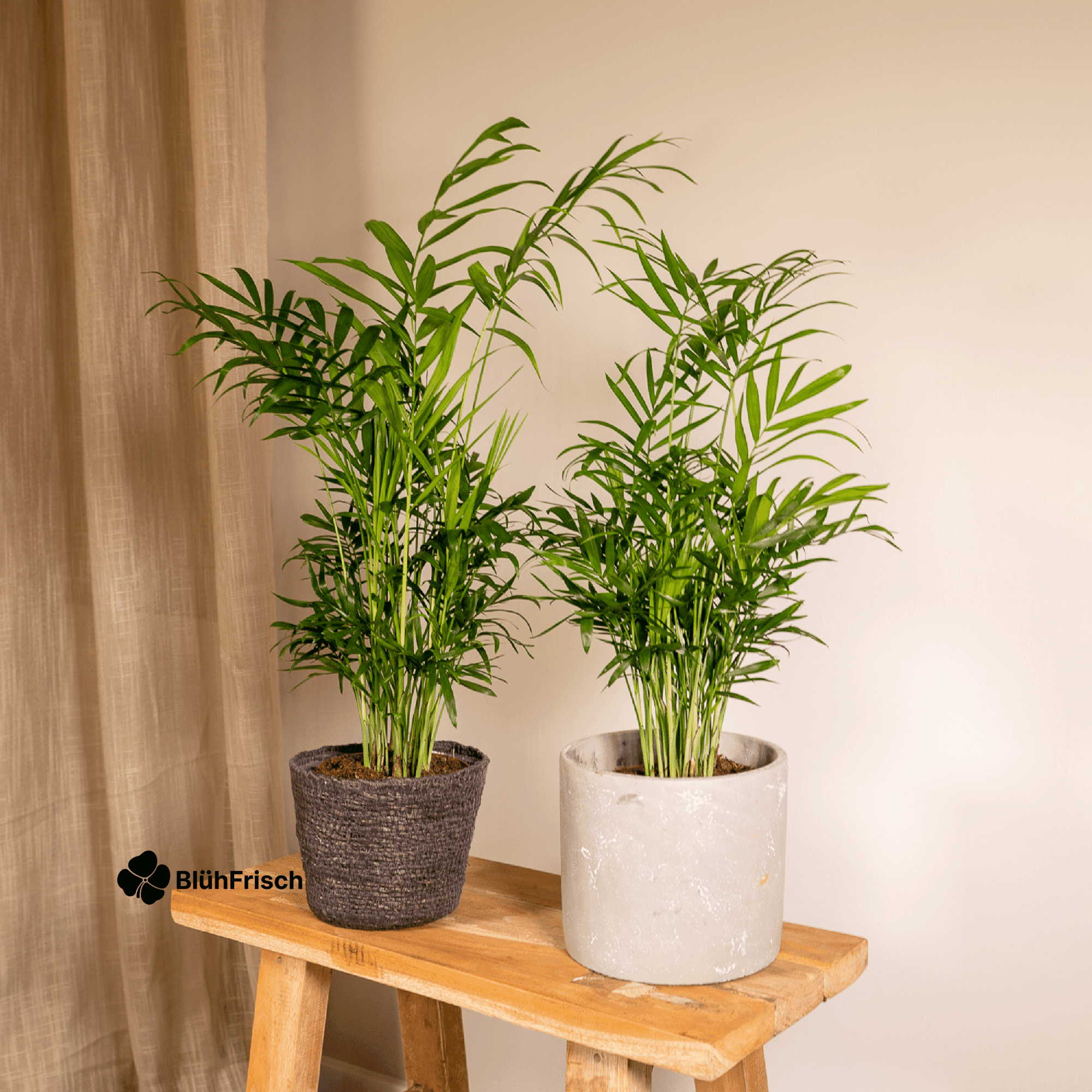 Chamaedorea Elegans Mexikanische Bergpalme - 2 Stücke - Ø12cm - ↕40cm