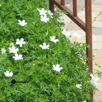 24x Geranium sang. 'Album' - ↕10-25cm - Ø9cm