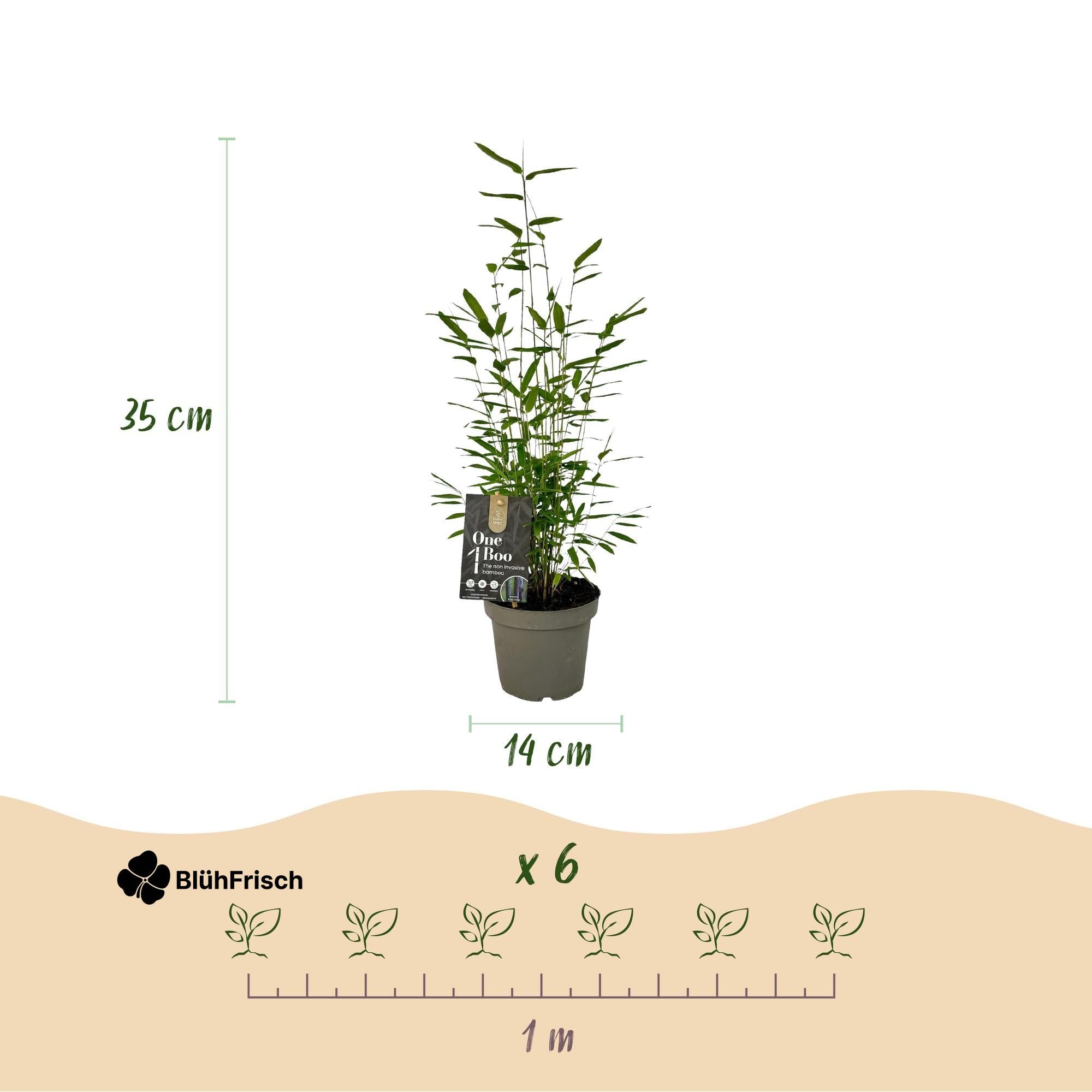 GreenboutiQ - Bambus - Fargesia Black Dragon - Grün - 4 Pflanzen - Immergrün - Wuchernicht - Topf 14cm Höhe 35cm