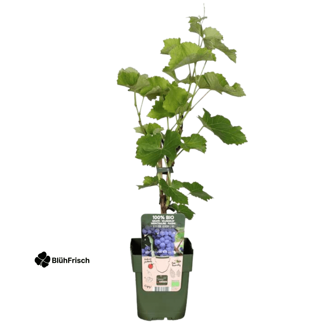 6 x Bio-Weinreben – Ø 13 cm – ↨ 20 cm
