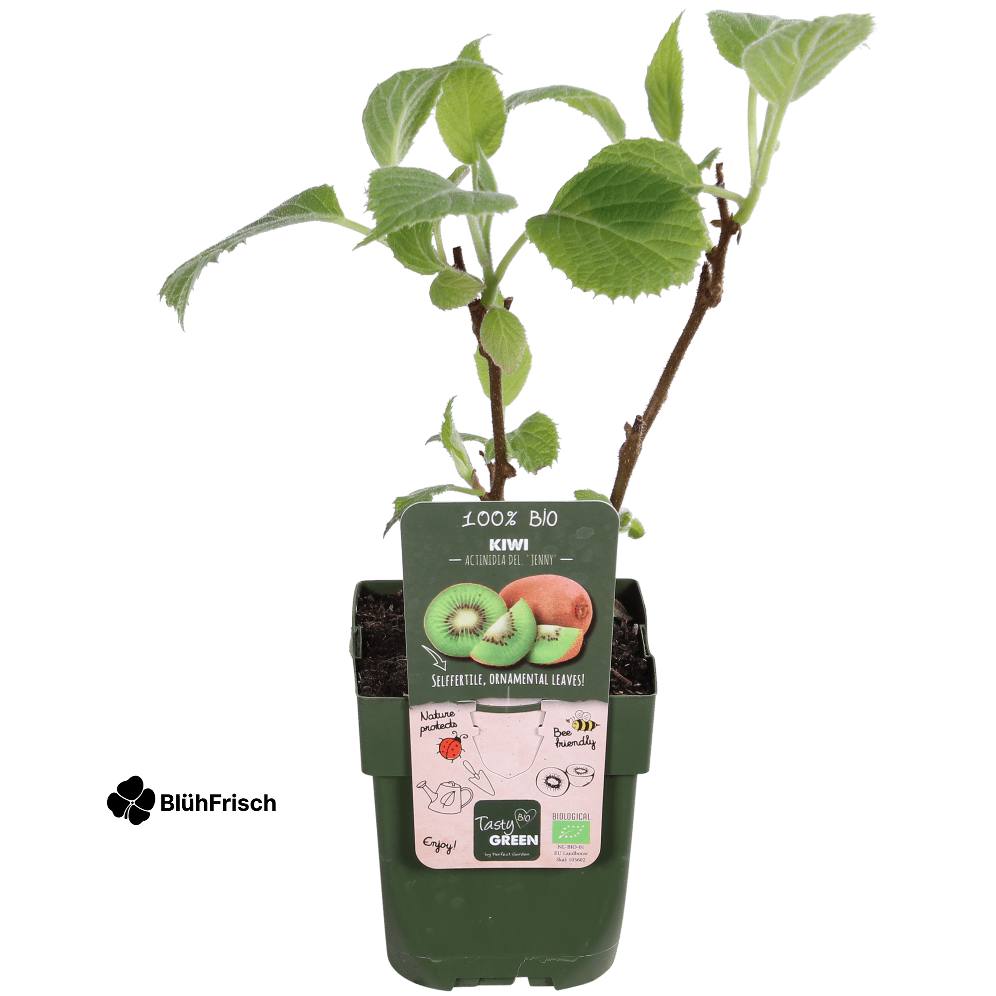 Actinidia delciosioa 'Jenny' - Kiwi - Ø13cm - ↕45cm