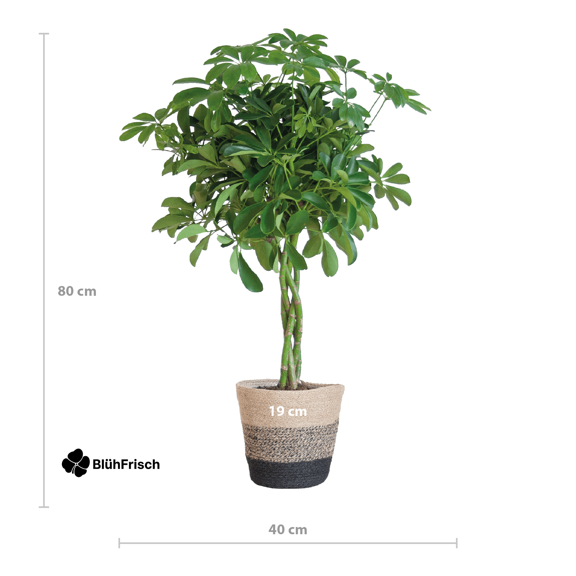 Schefflera Arab Nora mit Korb Lissabon Schwarz - 70cm - Ø21
