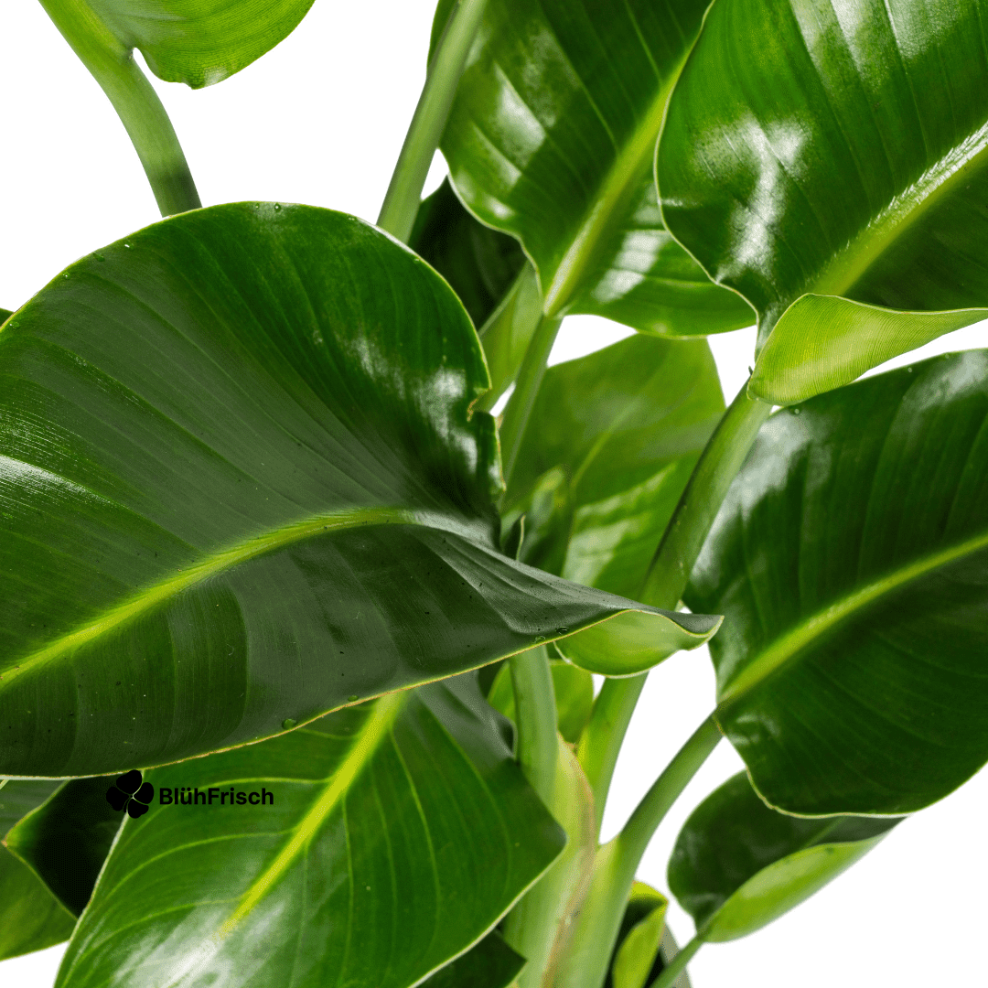 Strelitzia Nicolai Ø21cm - ↕90 - 110cm