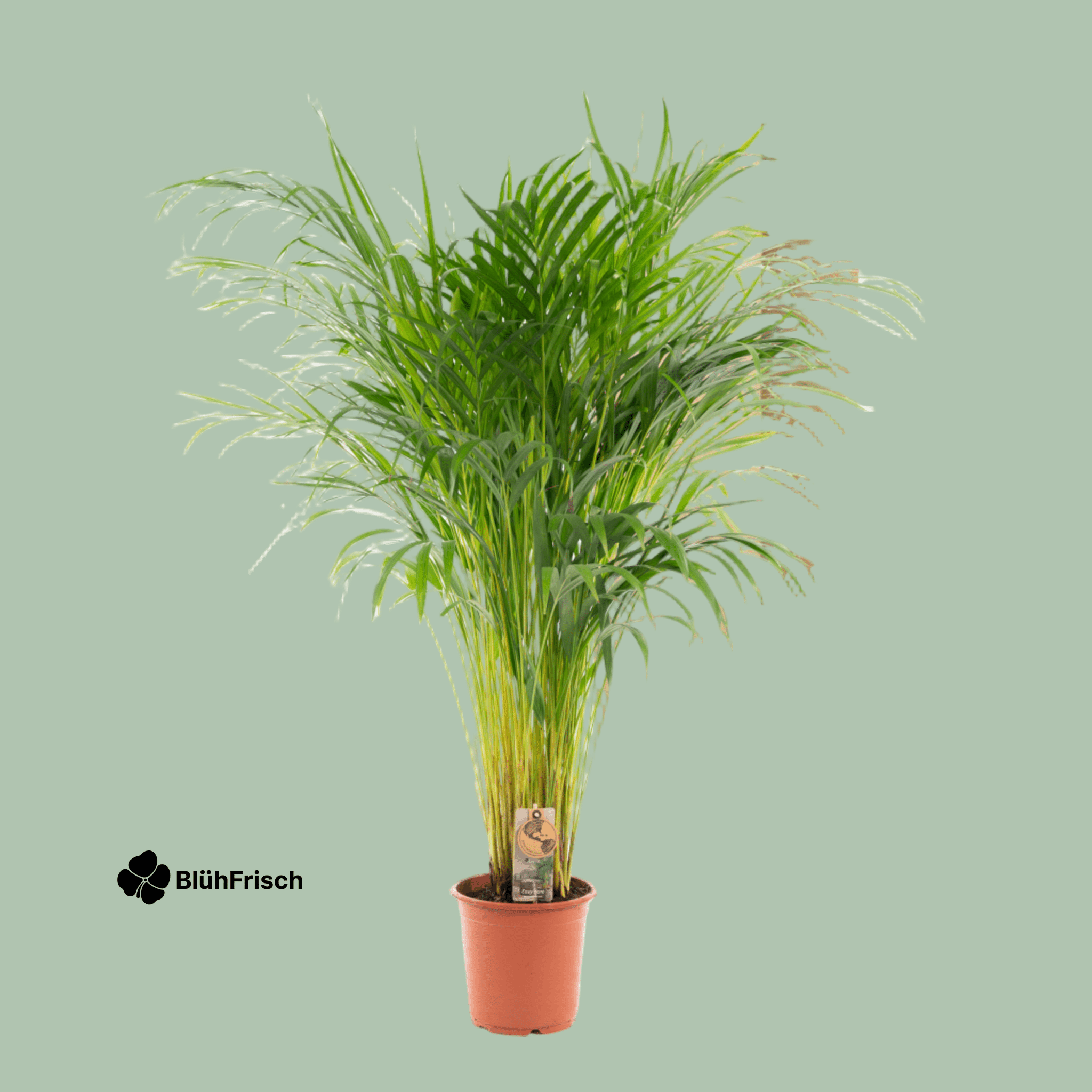 Areca-Palme - Ø21cm - ↕110cm