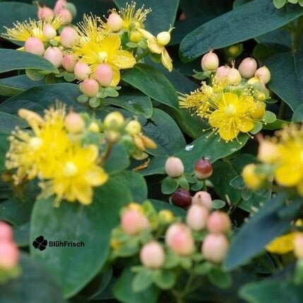 24x Hypericum inodorum 'Annebel' - ↕10-25cm - Ø9cm