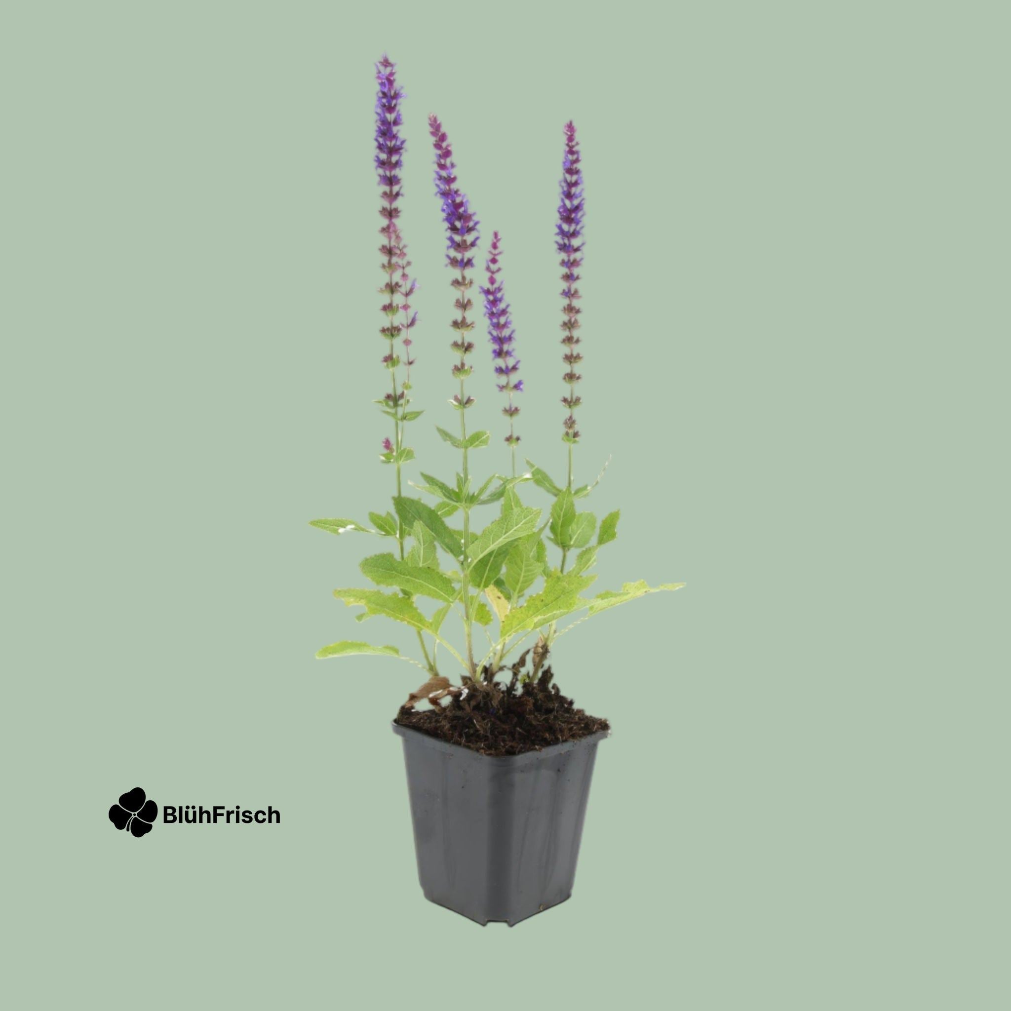 24x Salvia nem. 'Ostfriesland' - ↕10-25cm - Ø9cm