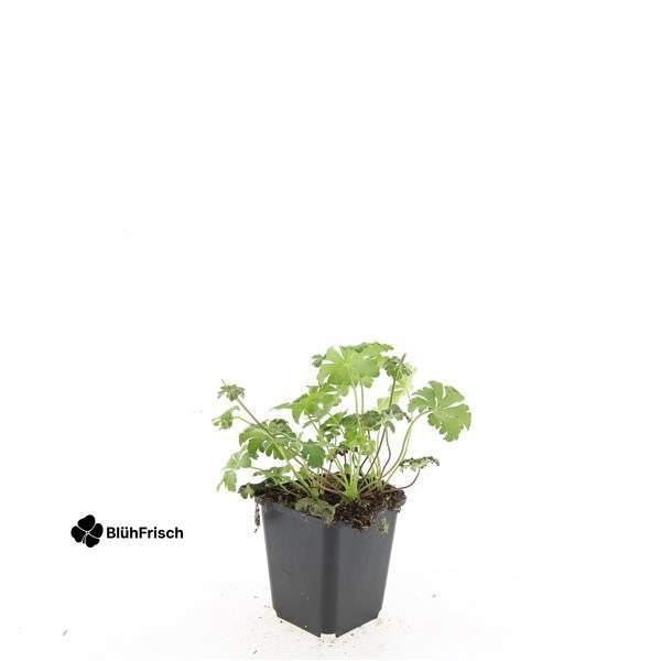 24x Geranium cant. 'Cambridge' - ↕10-25cm - Ø9cm