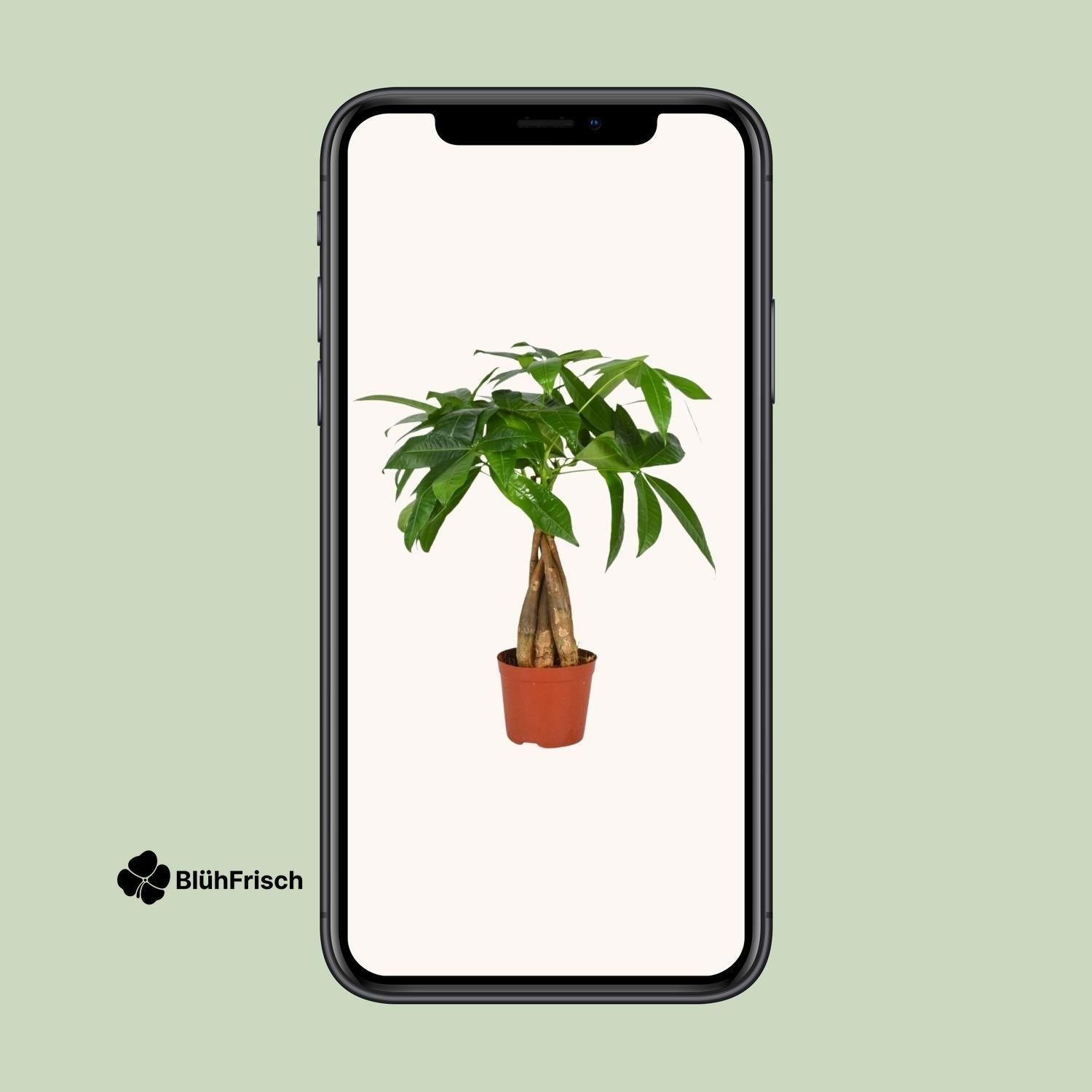 Pachira Aquatica - Ø12cm - ↕35cm