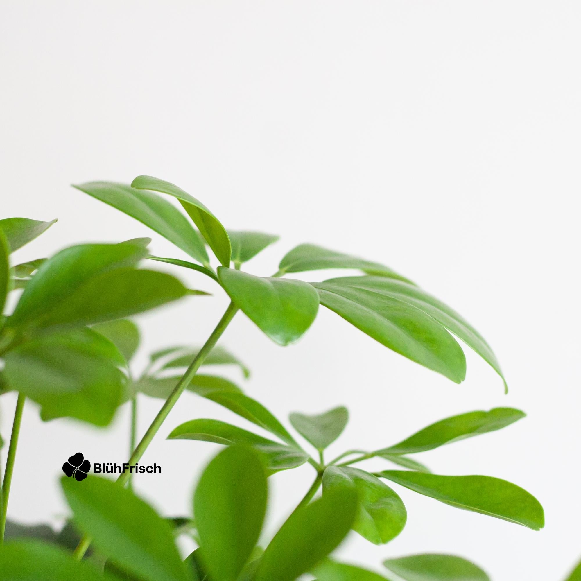 Schefflera Arab Nora mit Korb Lissabon Schwarz - 70cm - Ø21