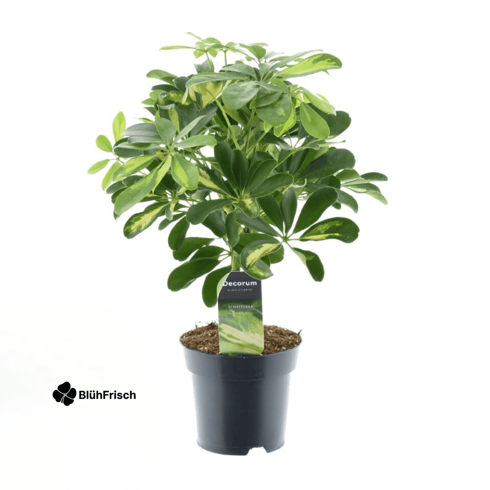 Schefflera Gold Capella - Ø14cm - ↕50cm