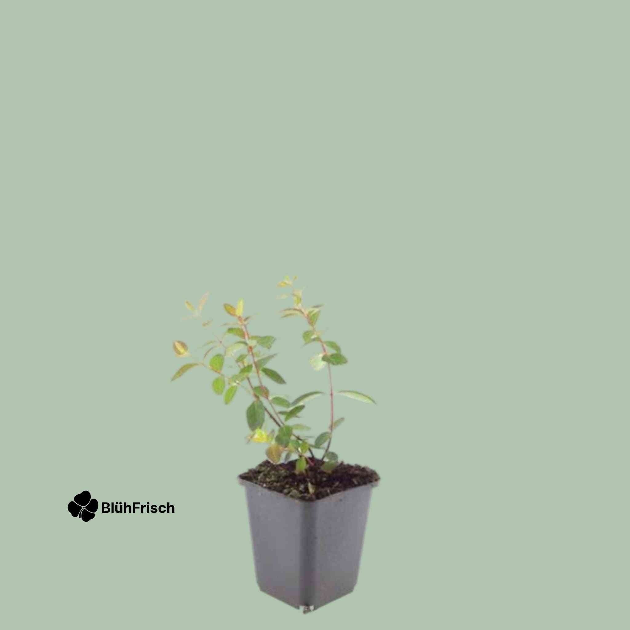 48x Hypericum dummeri 'Peter Dummer' - ↕10-25cm - Ø9cm