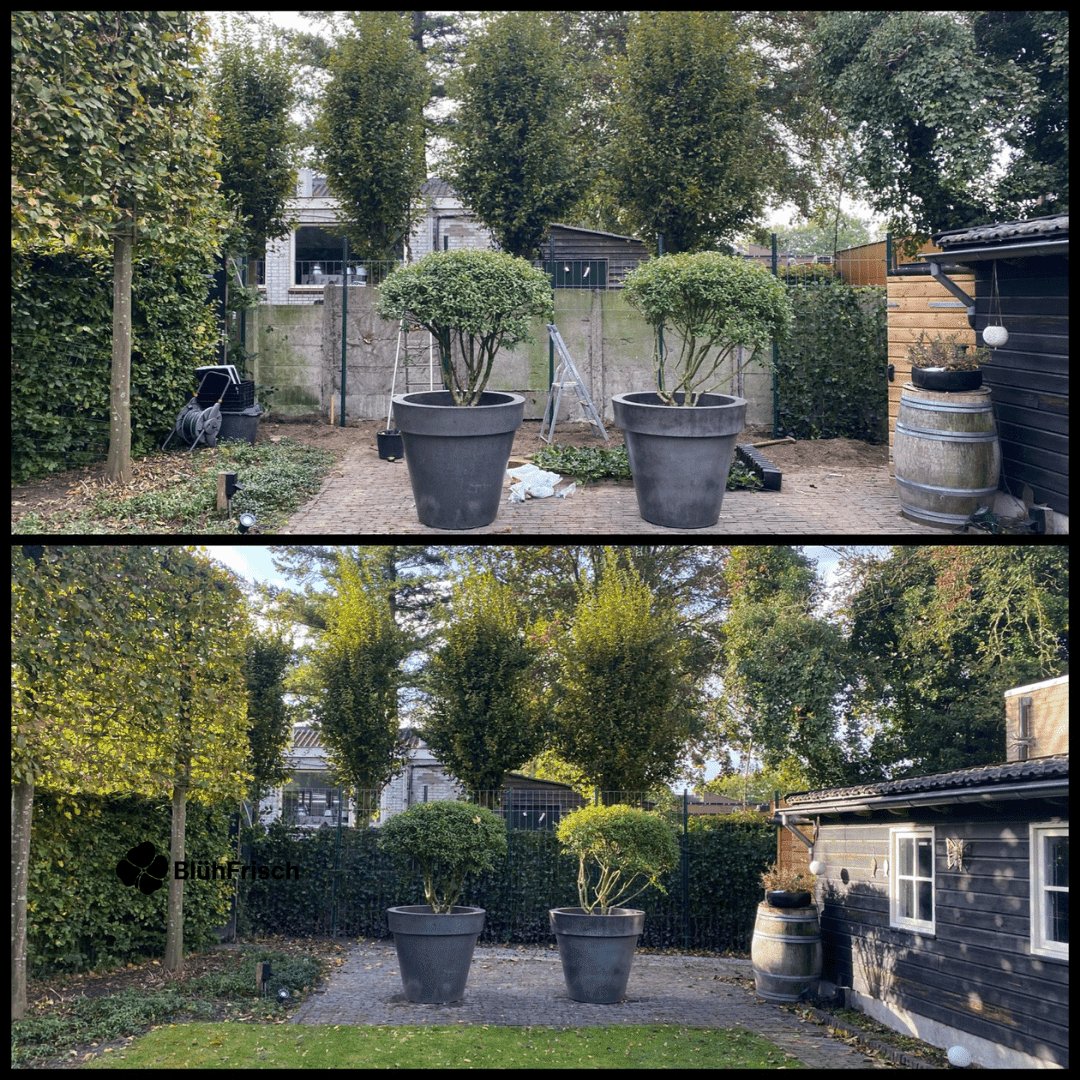 Hedera Hibernica - Efeu - Fertighecke - ↨150 cm