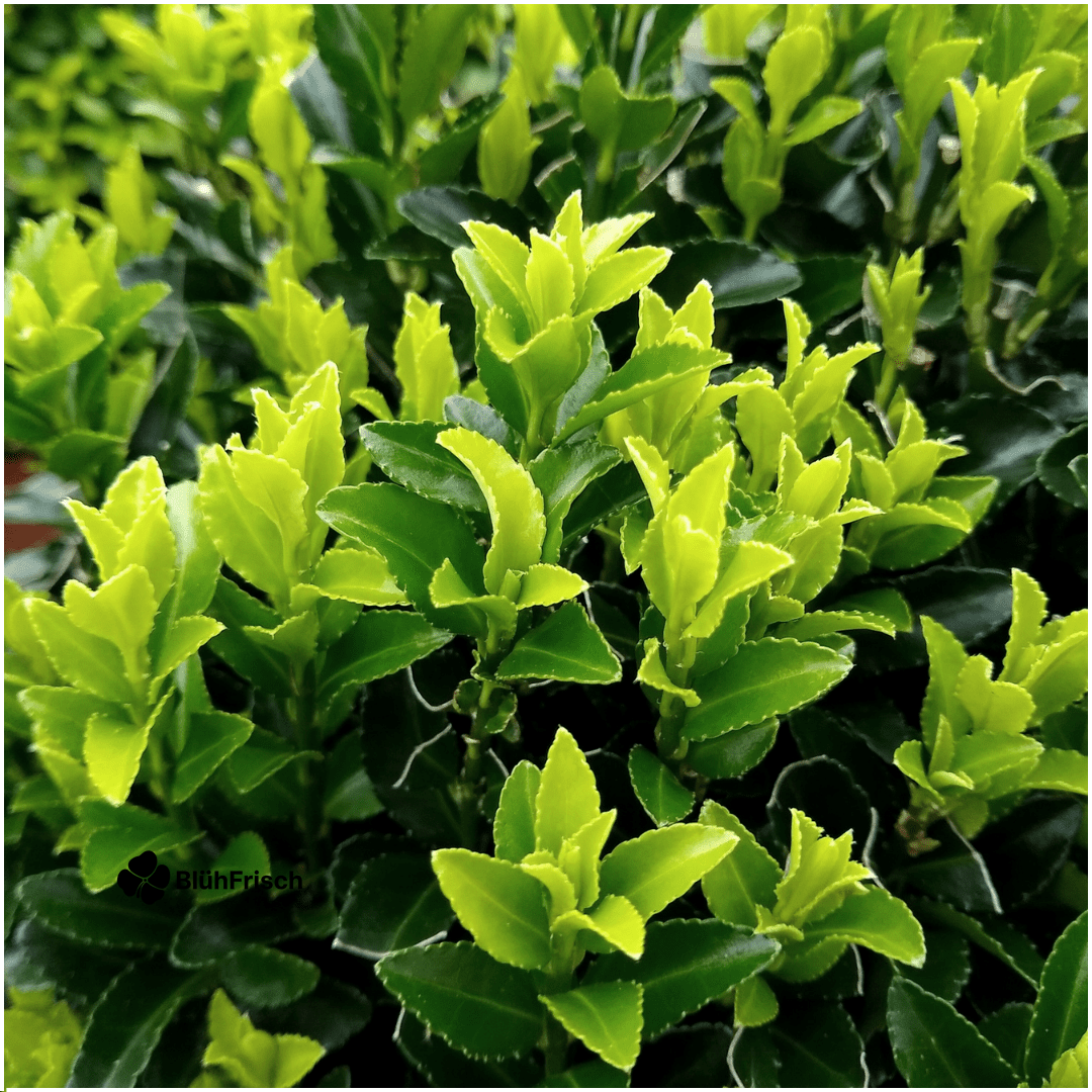 12 x 6er-Pack Euonymus 'Green Spire' – Ø 7 cm – ↨ 15 cm