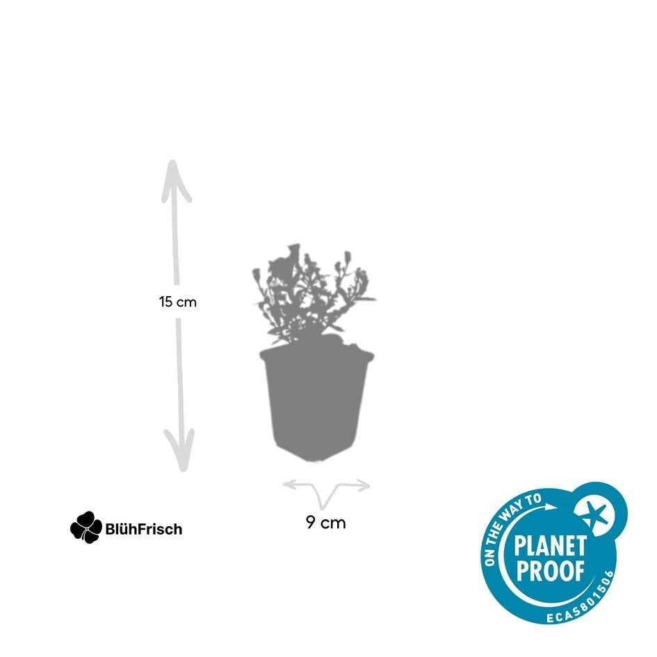 24x Aster D 'Prof. Anton Kippenberg' - ↕10-25cm - Ø9cm