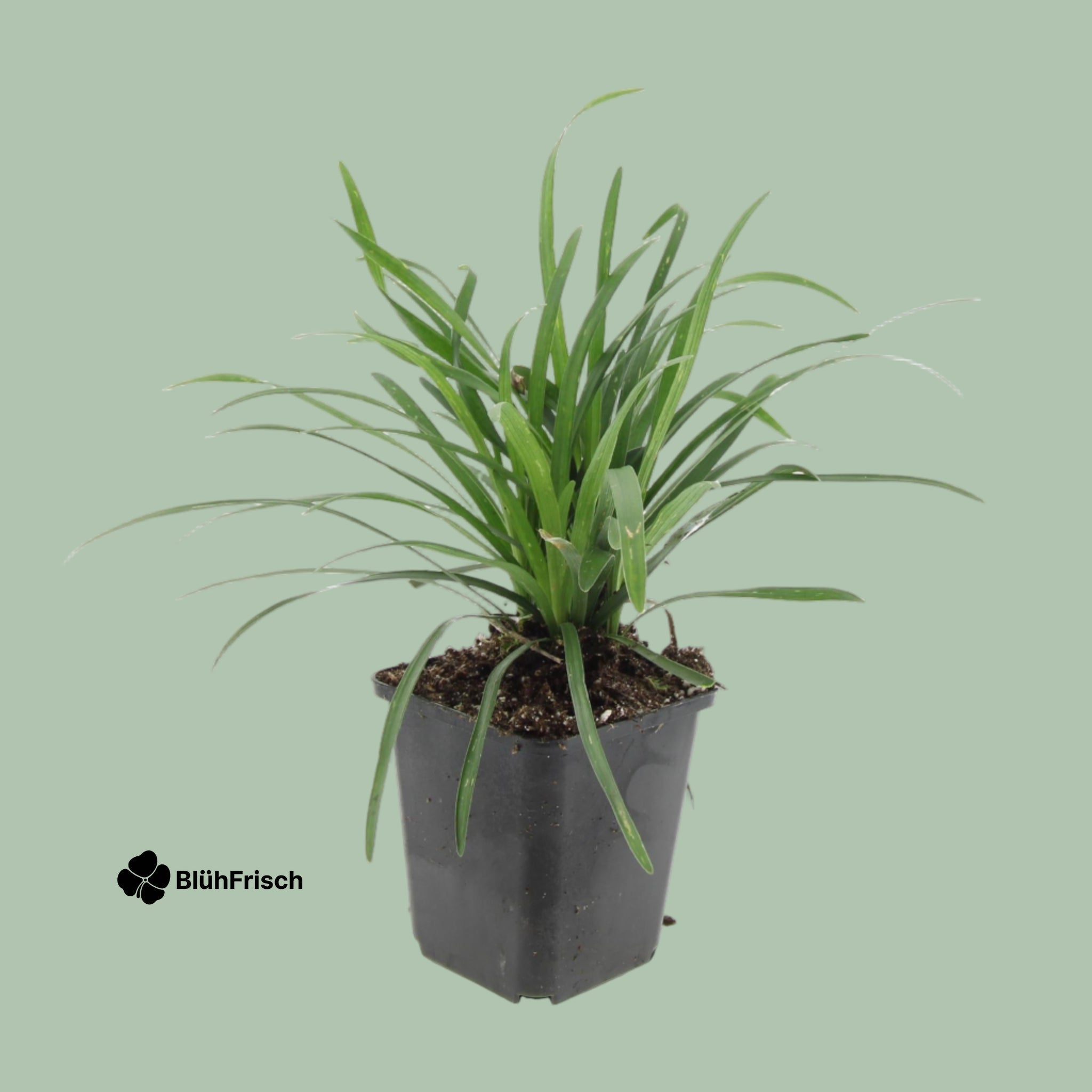 24x Liriope muscari 'Big Blue' - ↕10-25cm - Ø9cm