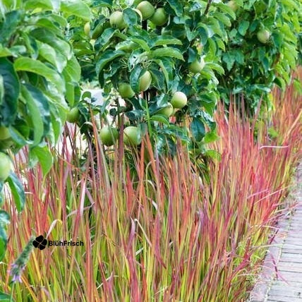 48x Imperata cylindrica 'Red Baron' - ↕10-25cm - Ø9cm