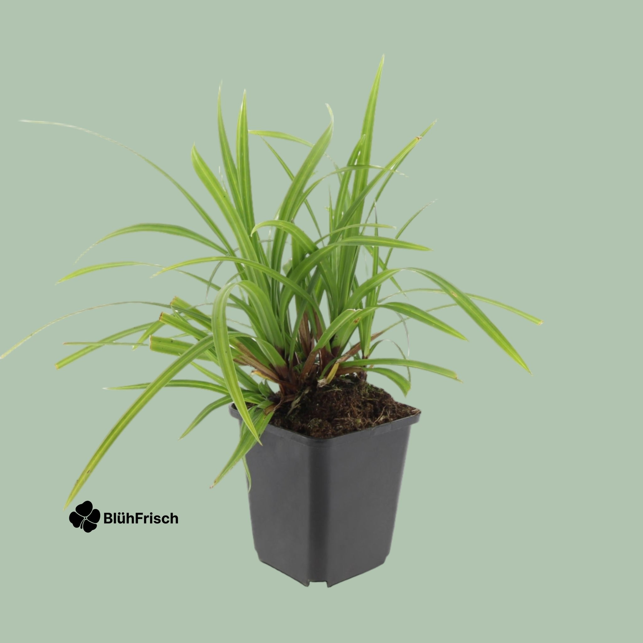 48x Carex morrowii 'Irish Green' - ↕10-25cm - Ø9cm