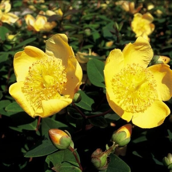 48x Hypericum dummeri 'Peter Dummer' - ↕10-25cm - Ø9cm