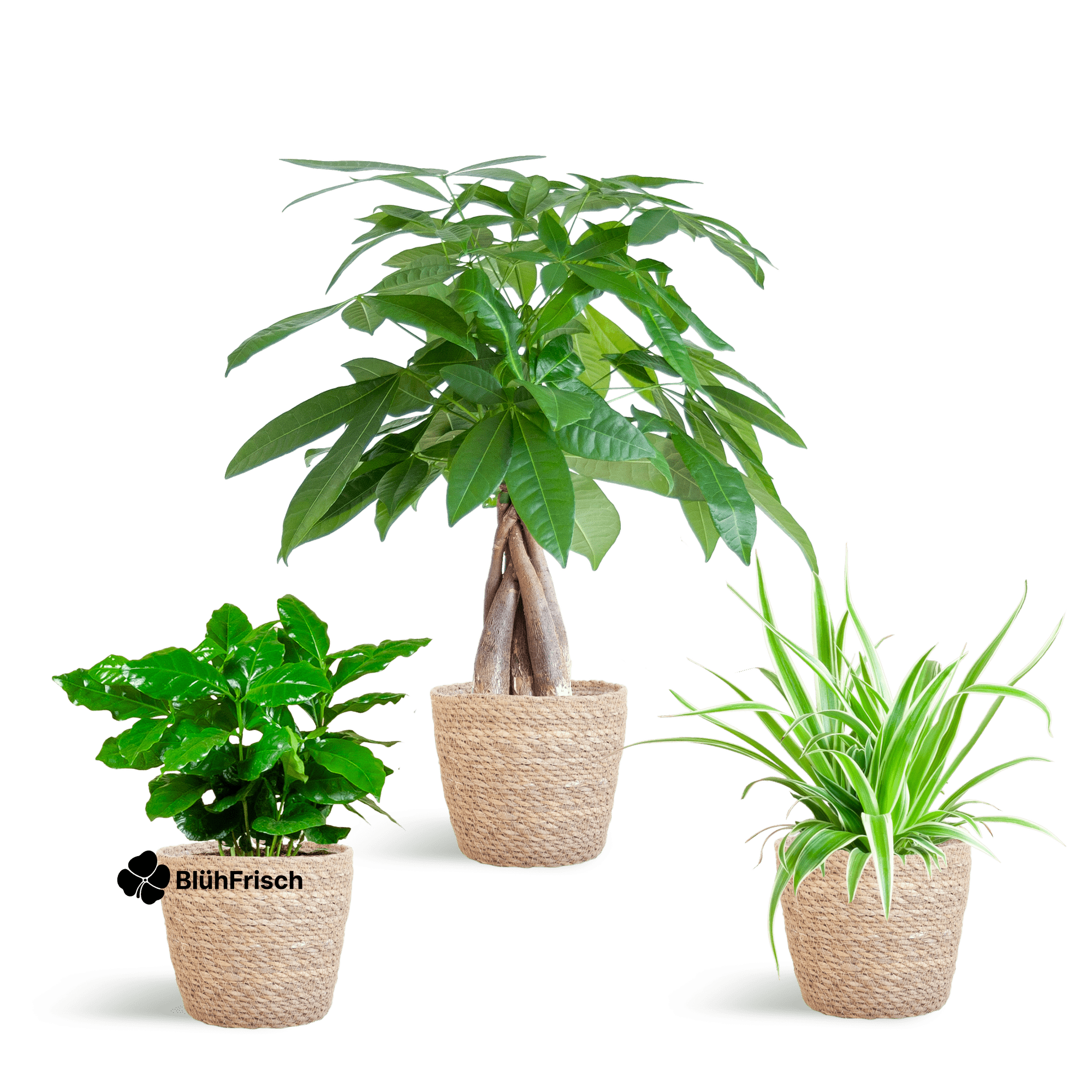 Tierfreundlicher Pflanzenkasten - klein - mit Korb Sofia natur - Ø12