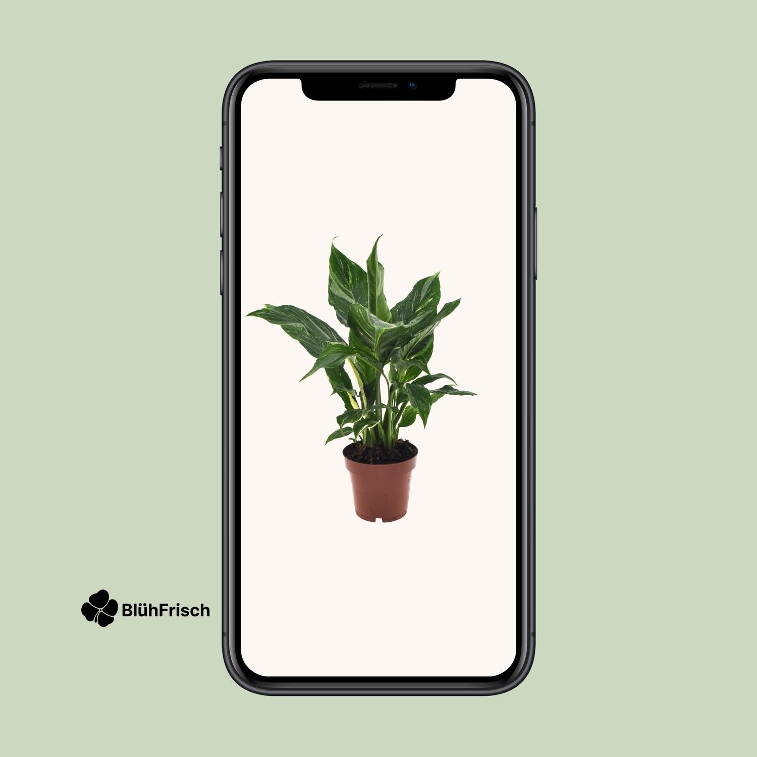 Spathiphyllum Diamond - Ø12cm - ↕40cm