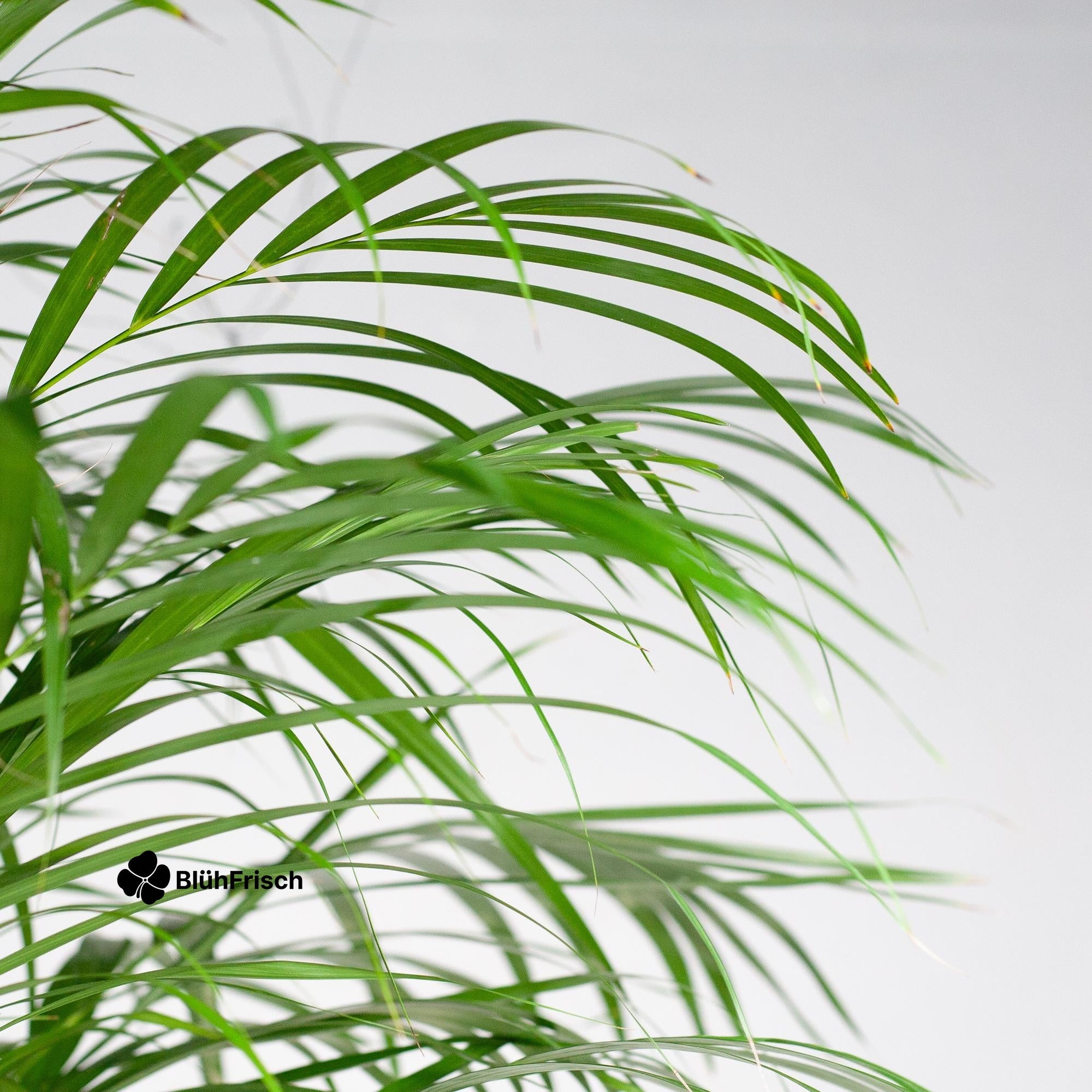 Areca-Palme Dypsis XL mit Korb Torun – 120 cm – Ø24