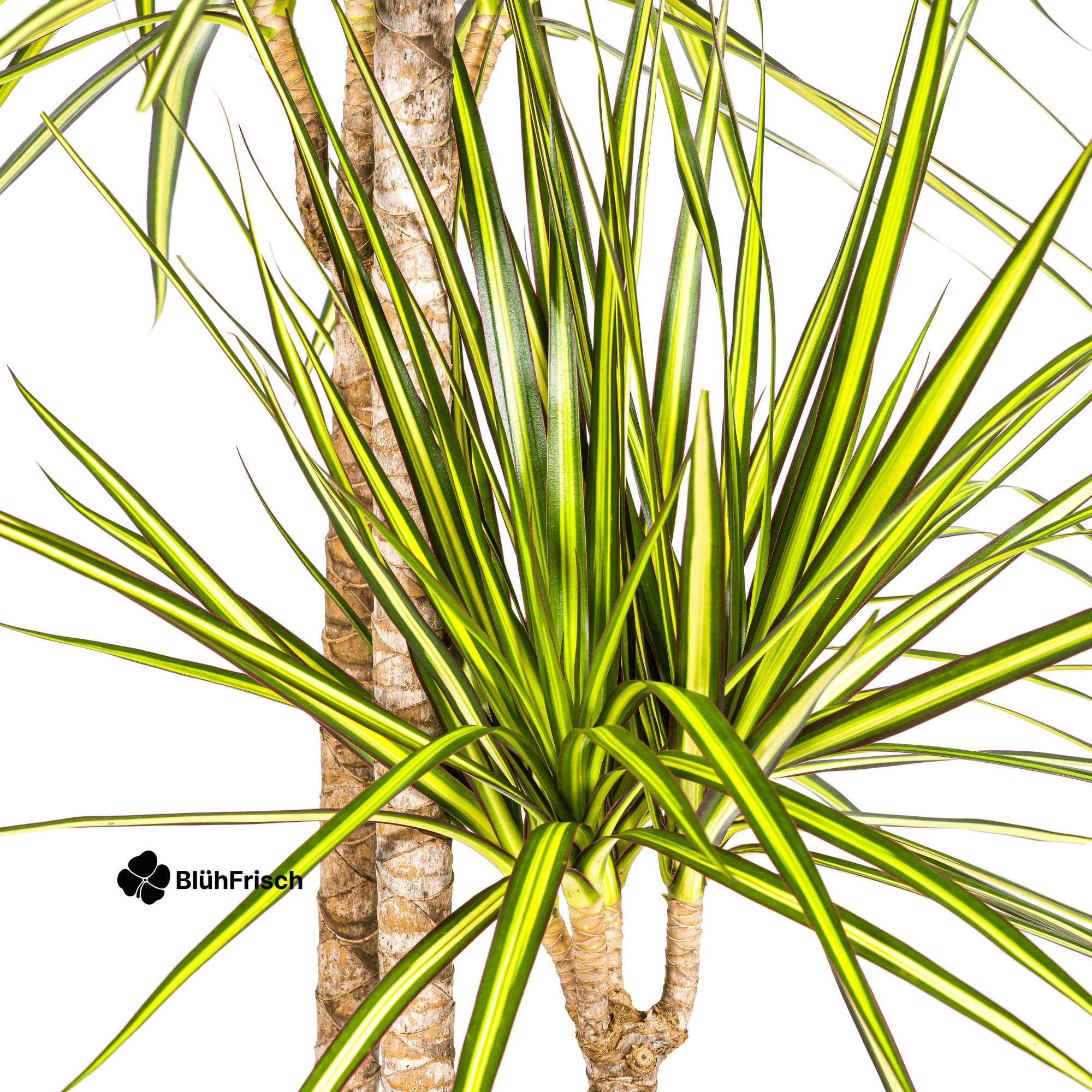 Dracaena Marginata Sunray mit Korb 130 - 150cm