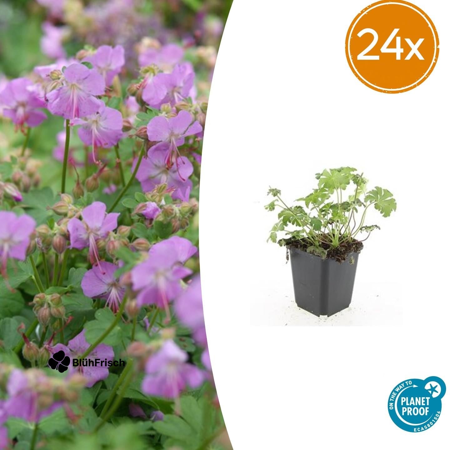 24x Geranium cant. 'Cambridge' - ↕10-25cm - Ø9cm