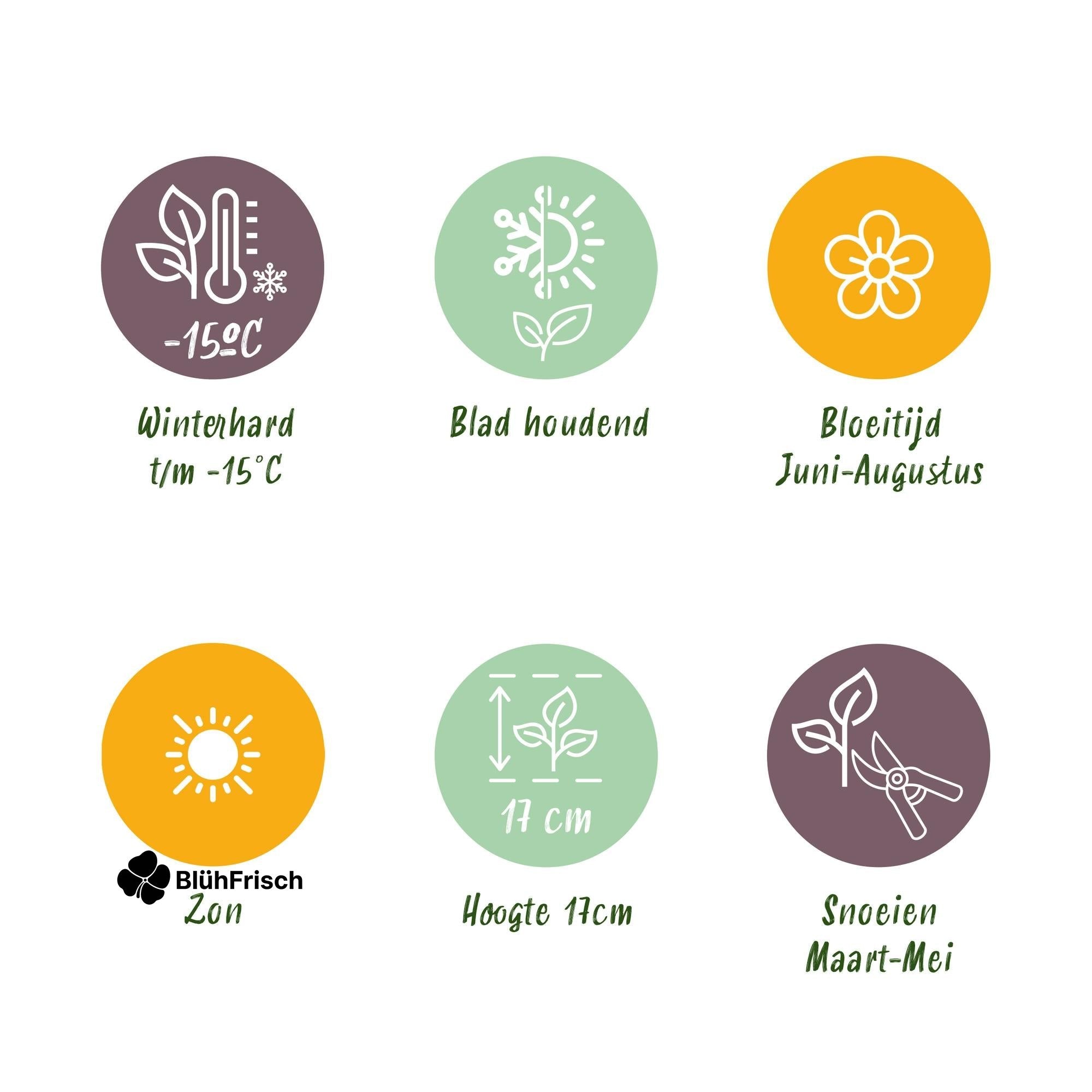 GreenboutiQ - Bodendecker - Winterhart - Delosperma Jewel of Dessert - 4 Pflanzen - Farben Rot - Orange - Lila - Rosa - Wenig Pflege - Topf 14cm Höhe 17cm