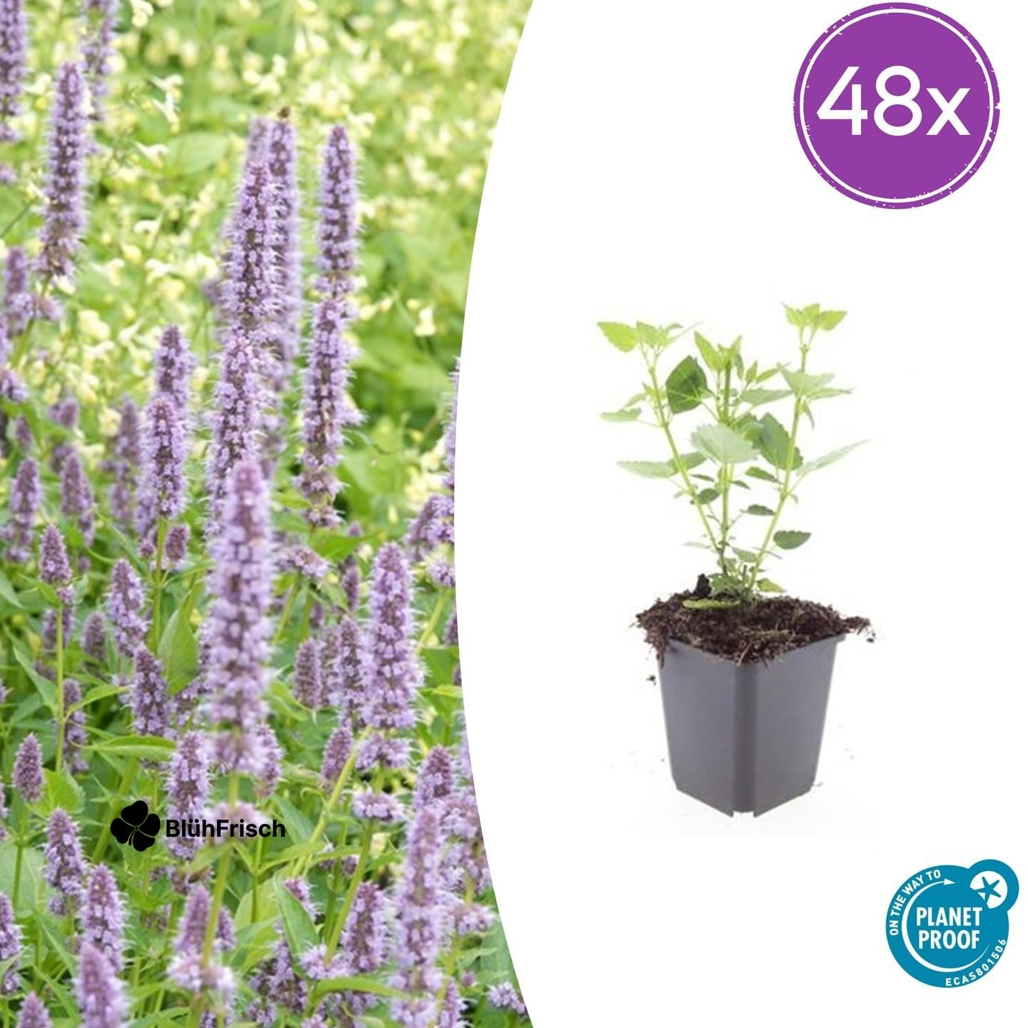 48x Agastache 'Blue Fortune' - ↕10-25cm - Ø9cm