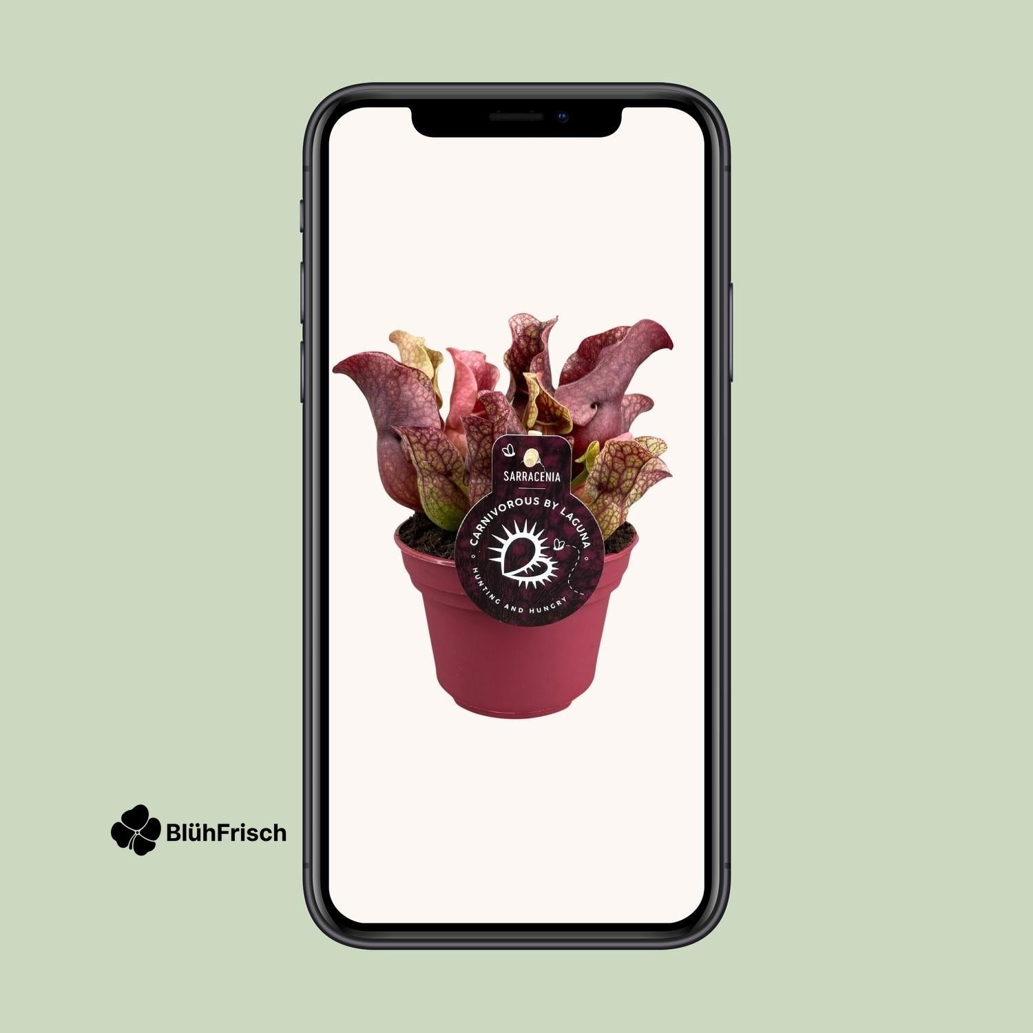 Sarracenia - Ø12cm - ↕20cm