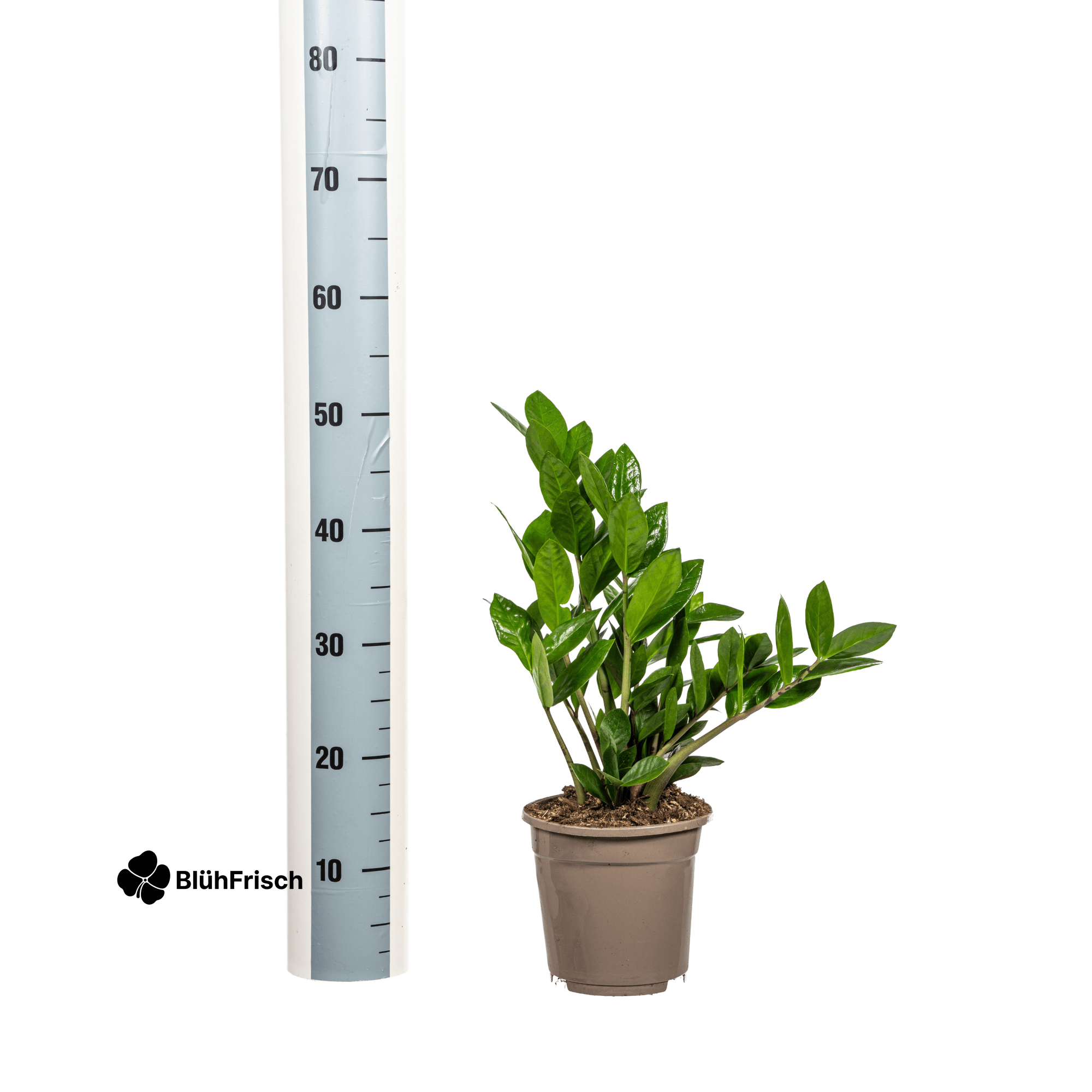 Zamioculcas Zamiifolia Ø17cm - ↕40-50cm