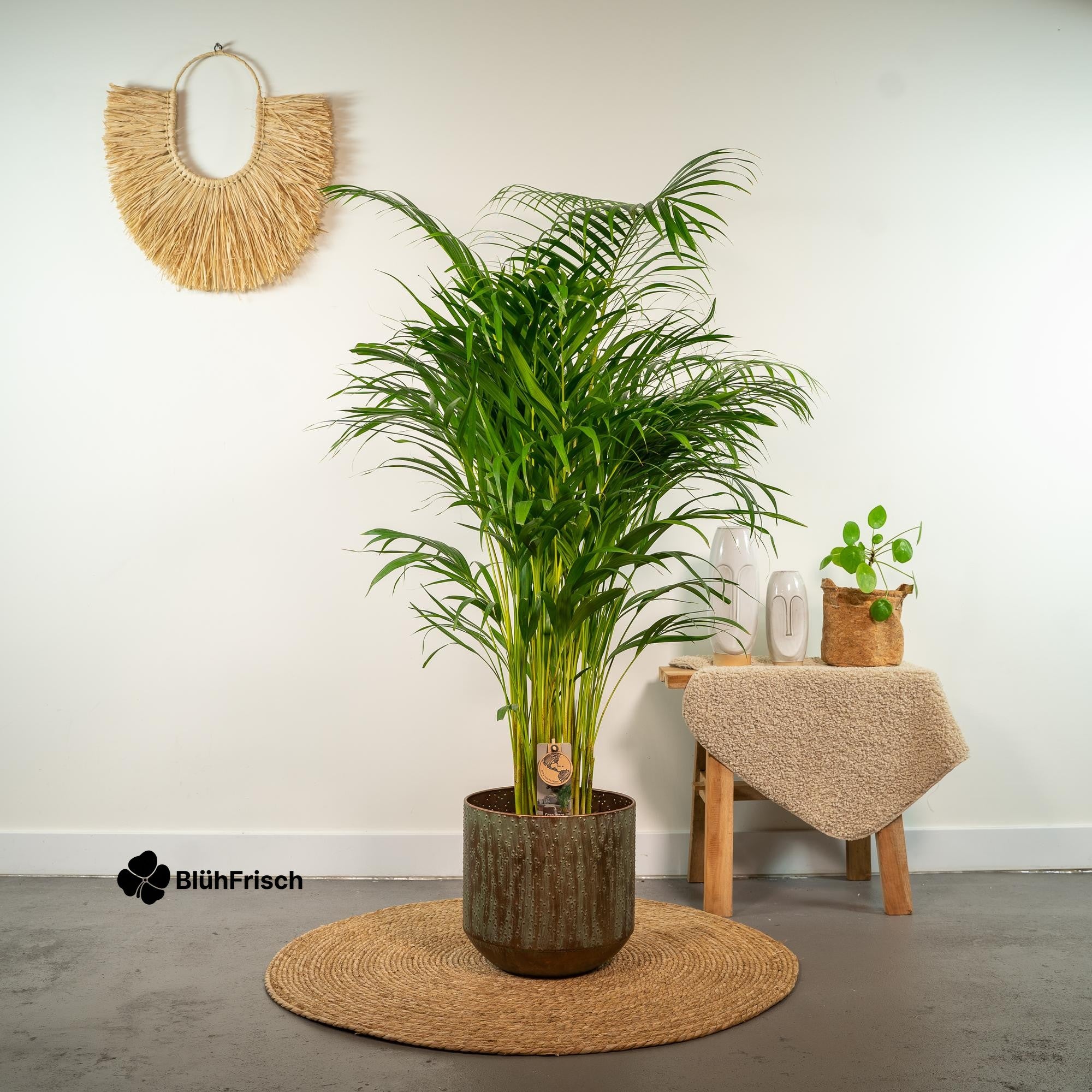 Areca-Palme - Ø21cm - ↕130cm