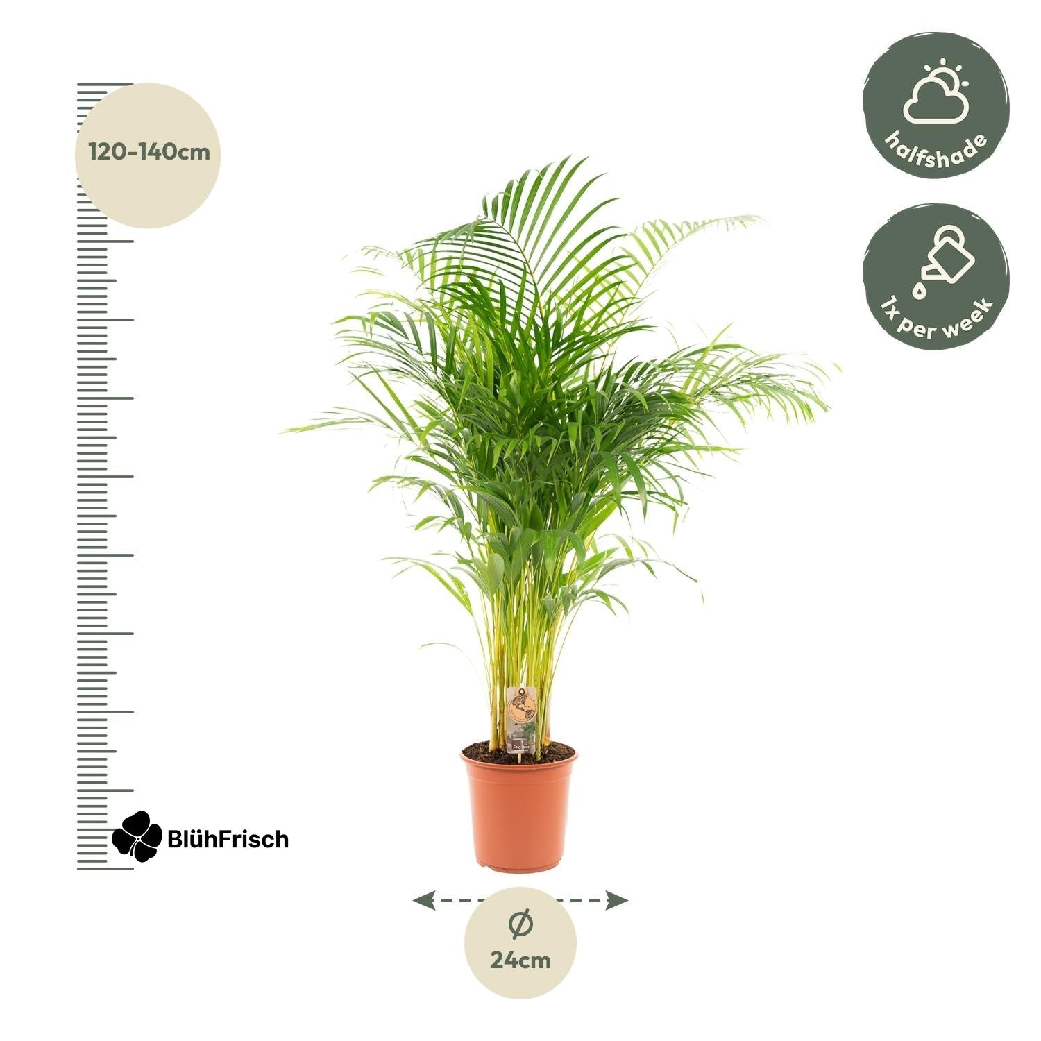 Areca-Palme - Ø21cm - ↕130cm