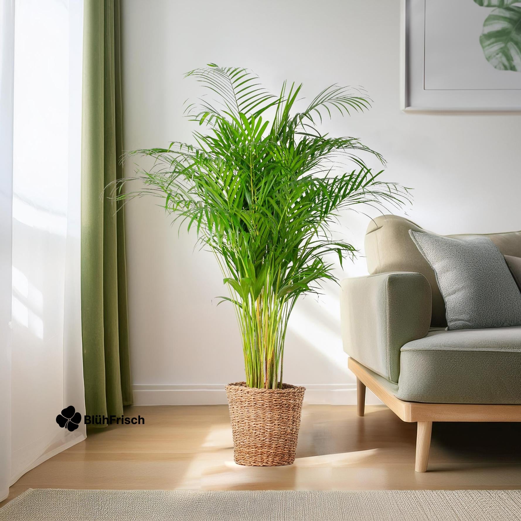 Areca-Palme Dypsis XL mit Korb Torun – 120 cm – Ø24
