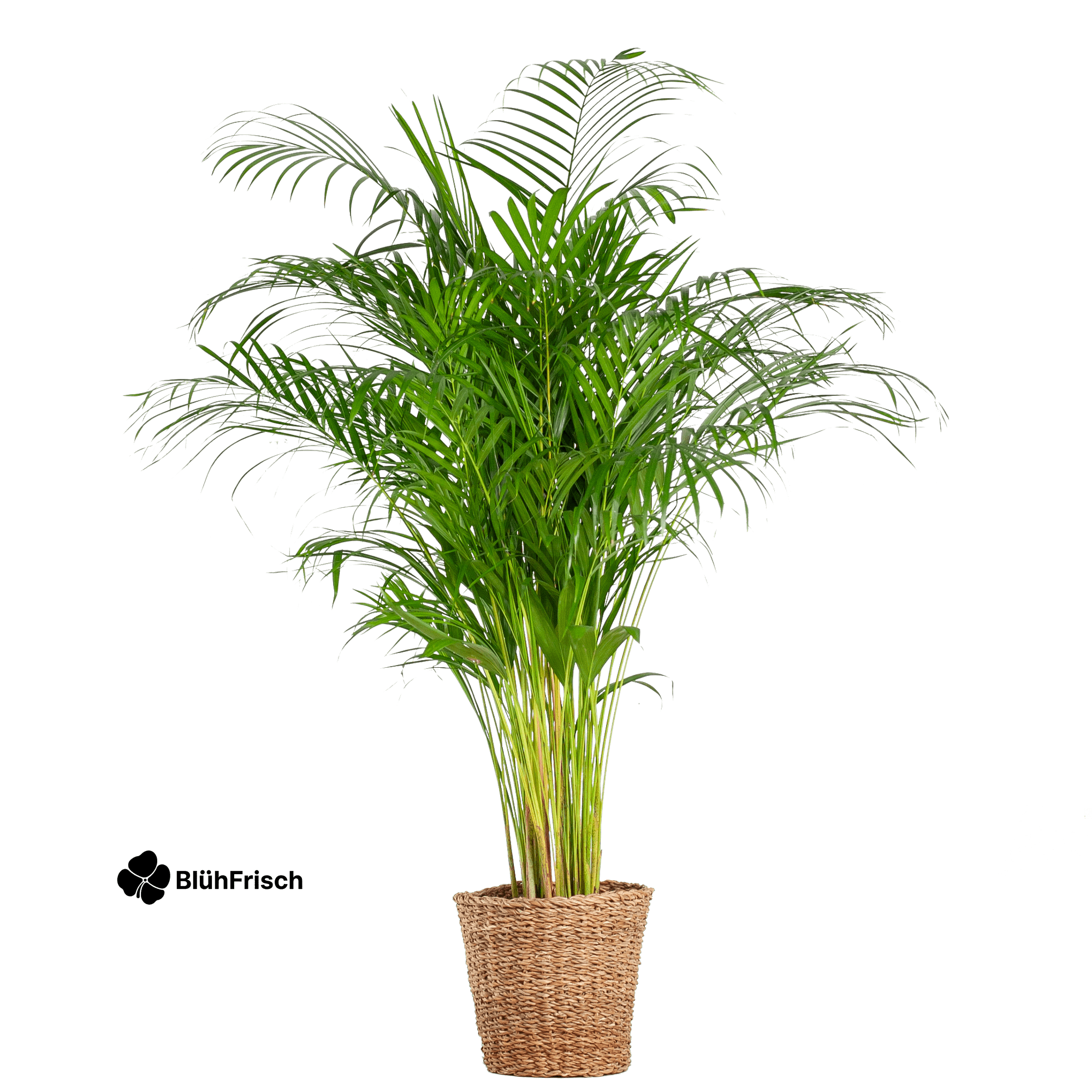 Areca-Palme Dypsis XL mit Korb Torun – 120 cm – Ø24