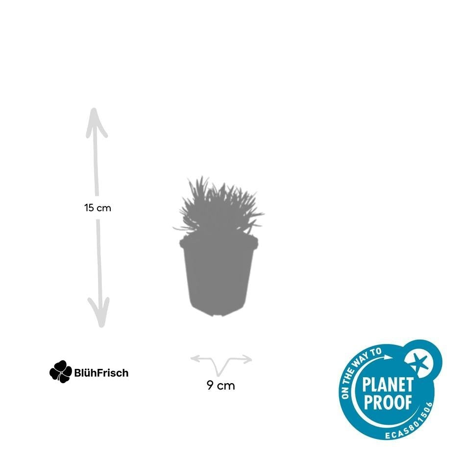 24x Lavandula int. 'Edelweiss' - ↕10-25cm - Ø9cm