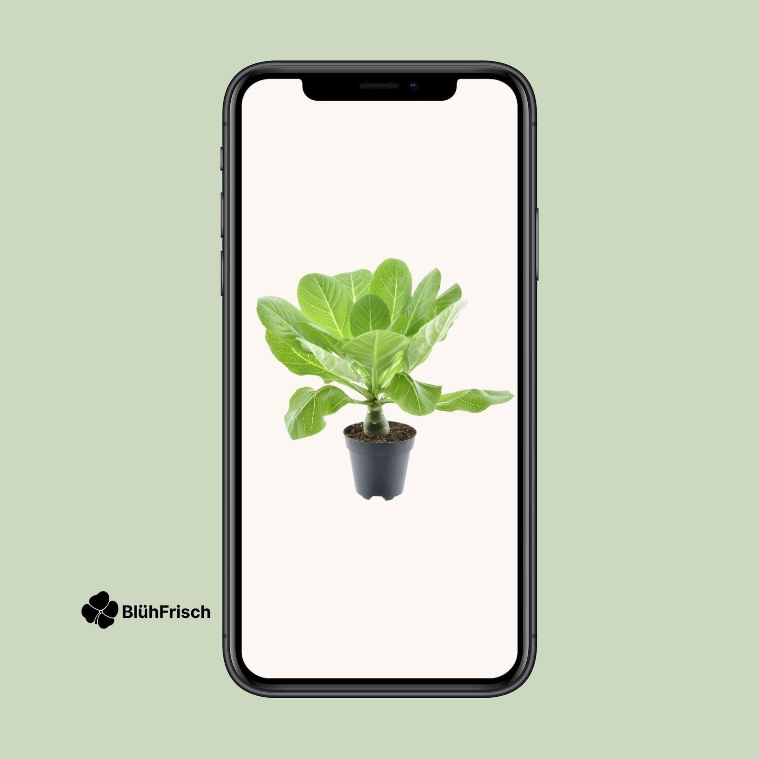 Brighamia Insignis 'Hawaii Palme' P12 - Ø12cm - ↕37cm