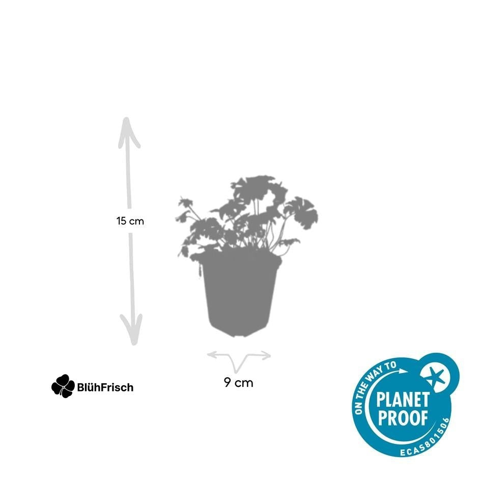 24x Geranium cant. 'Cambridge' - ↕10-25cm - Ø9cm