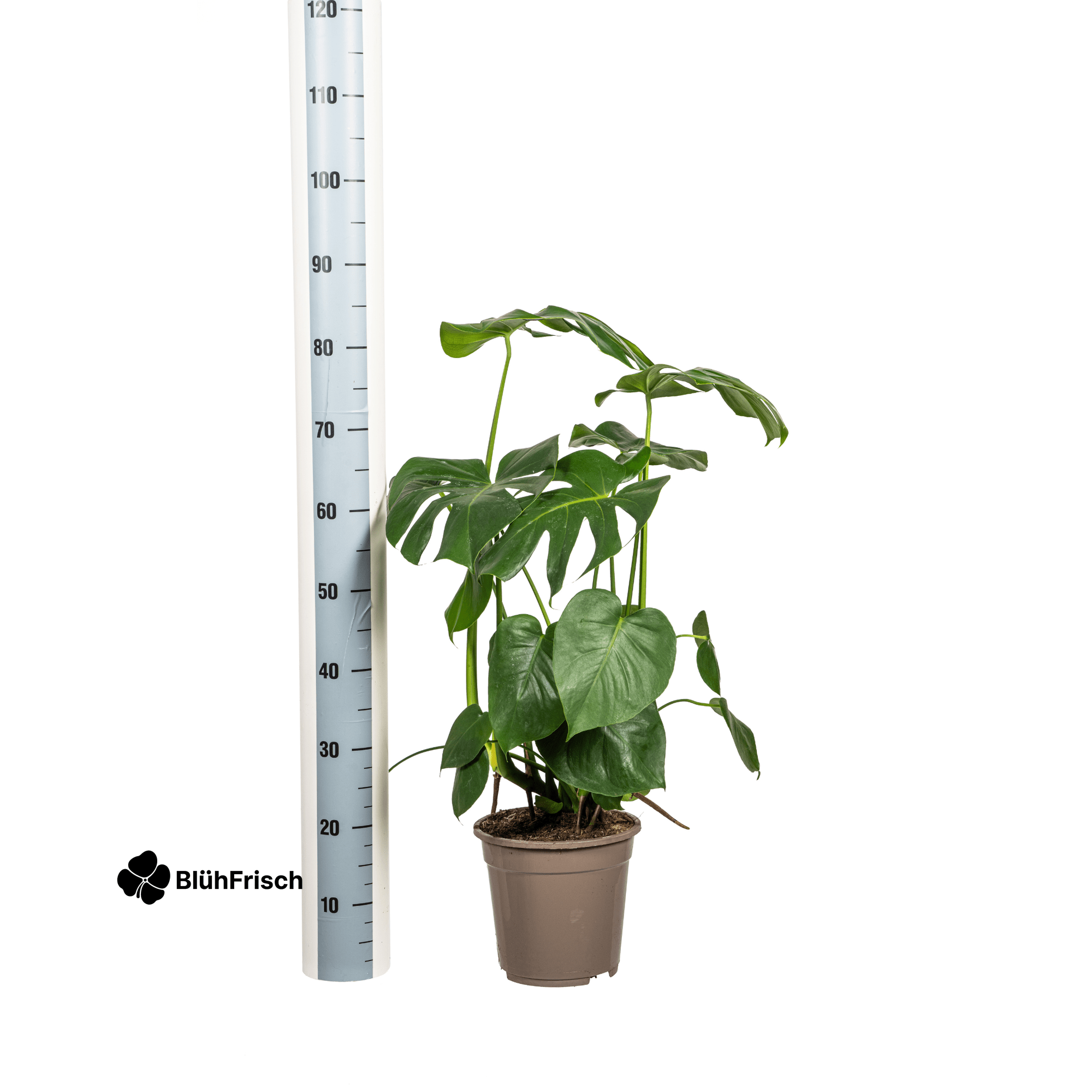 Monstera Deliciosa Tauerii Ø21cm - ↕70 - 90cm