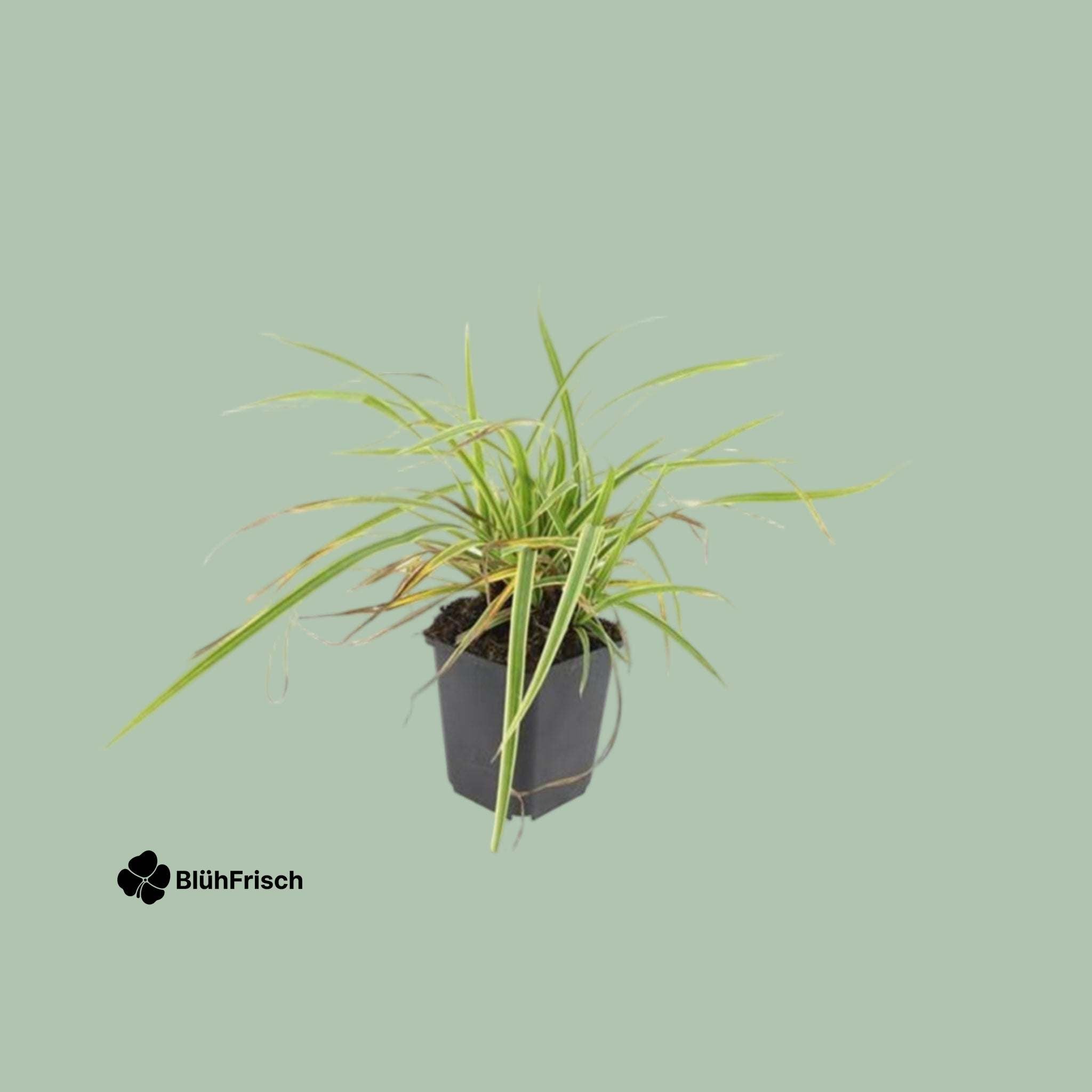 24x Carex morrowii 'Aureovariegata' - ↕10-25cm - Ø9cm