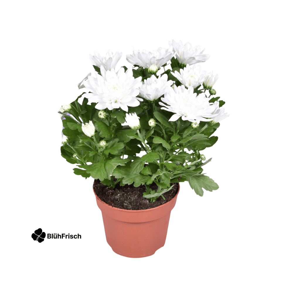 Chrysant Brave - Ø12cm - ↕26cm