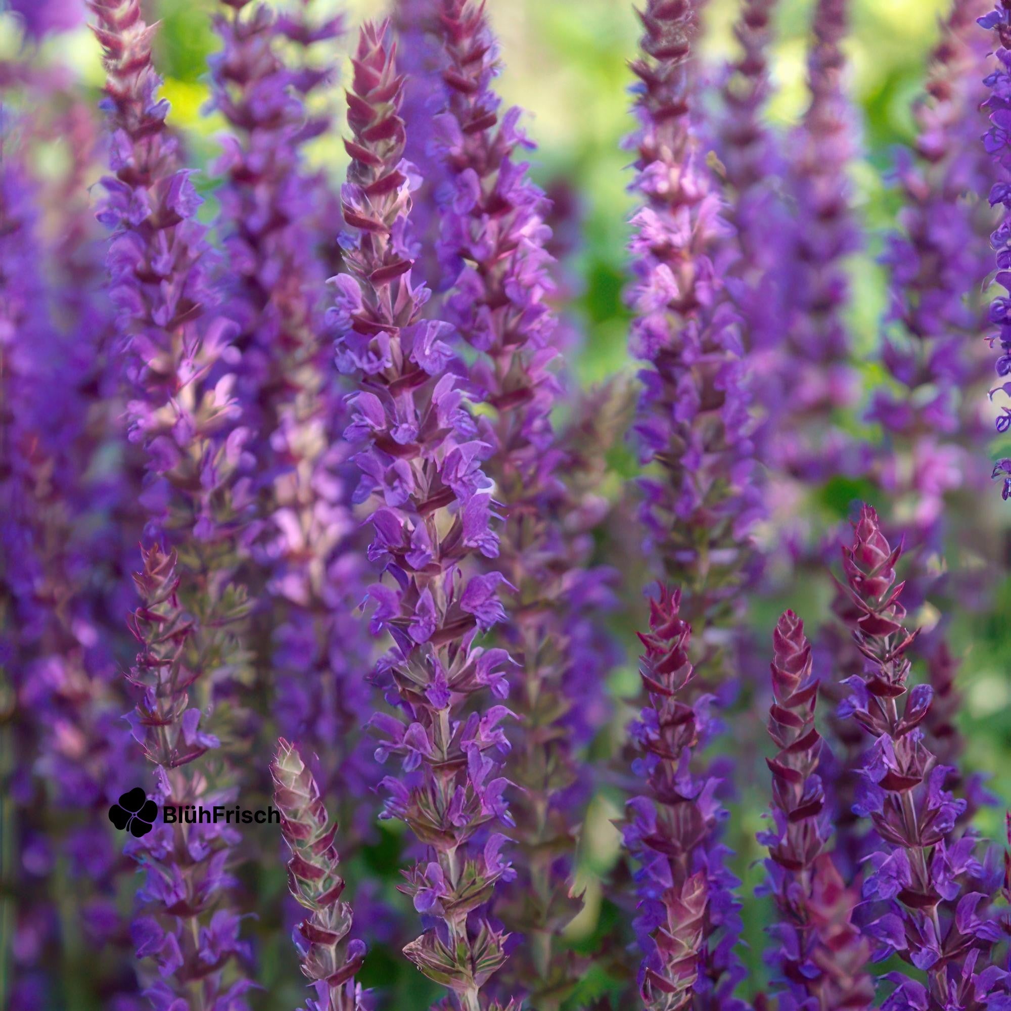 24x Salvia nem. 'Ostfriesland' - ↕10-25cm - Ø9cm