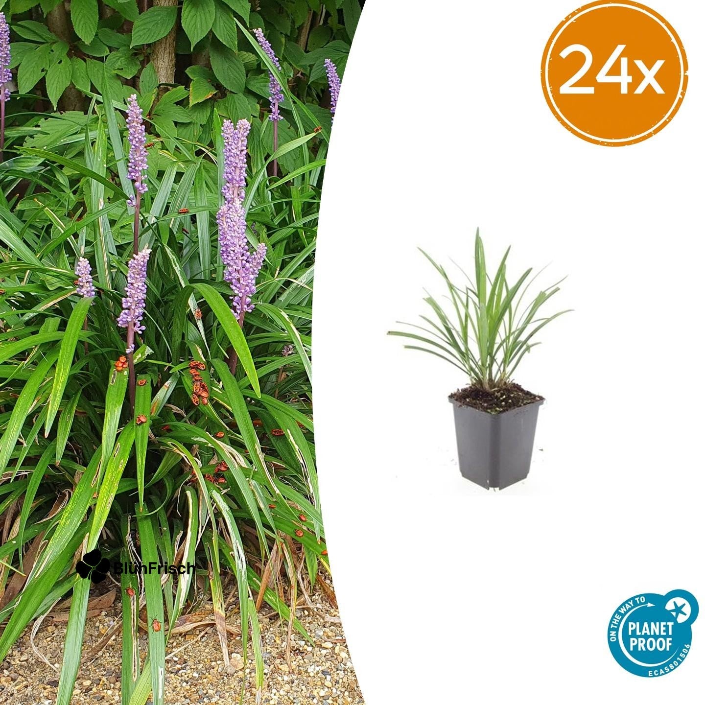 24x Liriope muscari 'Ingwersen' - ↕10-25cm - Ø9cm