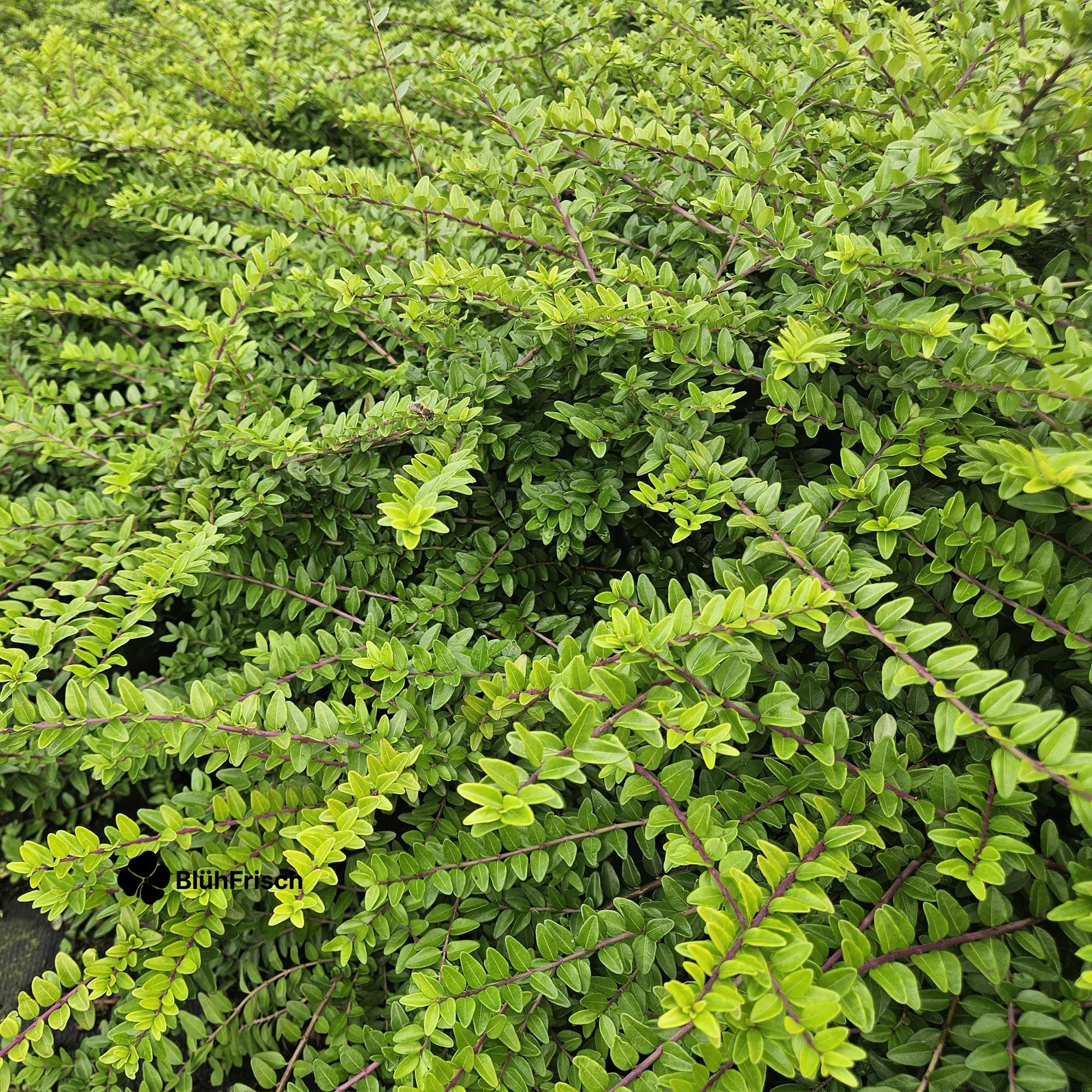 24x Lonicera nit. 'Maigrün' - ↕10-25cm - Ø9cm