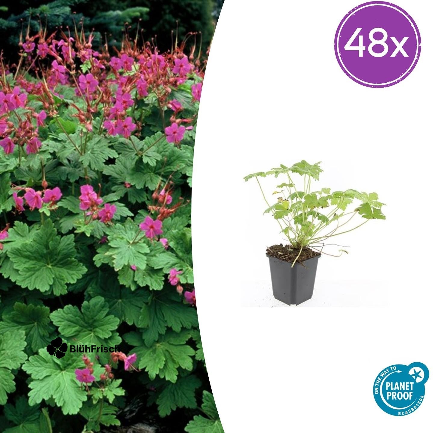 48x Geranium macr. 'Czakor' - ↕10-25cm - Ø9cm